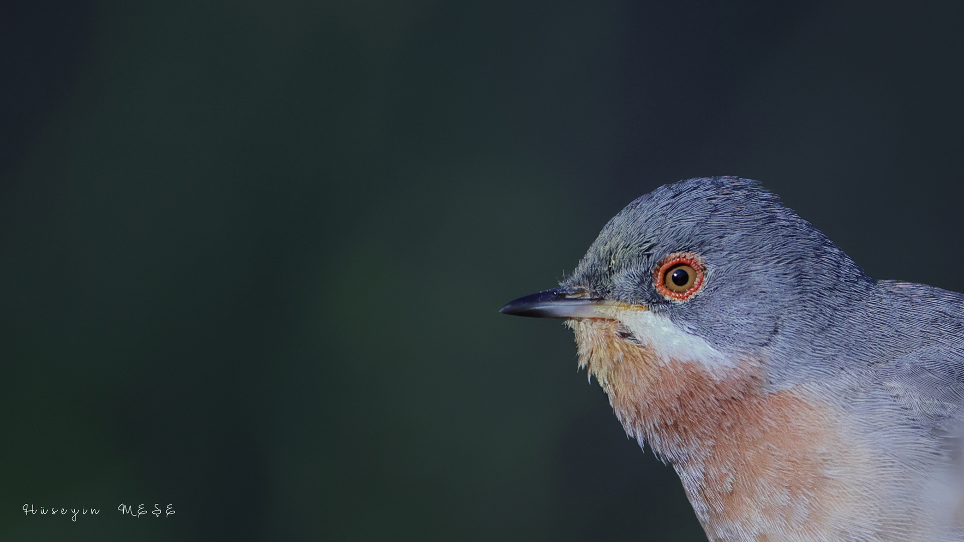 Bıyıklı ötleğen » Subalpine Warbler » Sylvia cantillans
