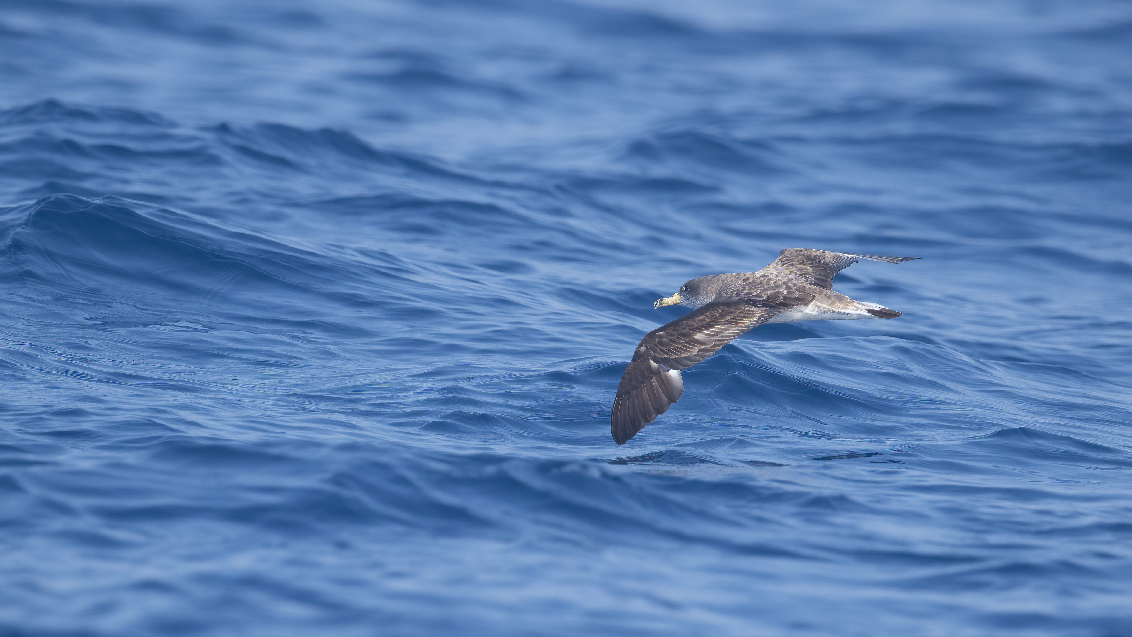 Boz yelkovan » Scopoli`s Shearwater » Calonectris diomedea 
