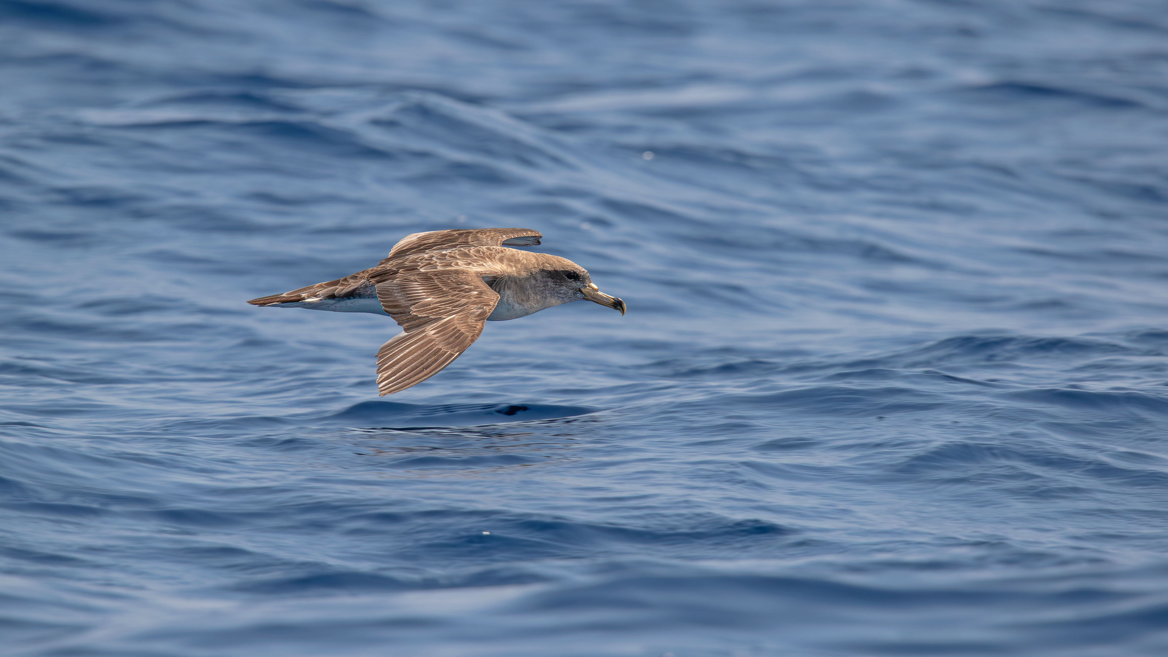 Boz yelkovan » Scopoli`s Shearwater » Calonectris diomedea 