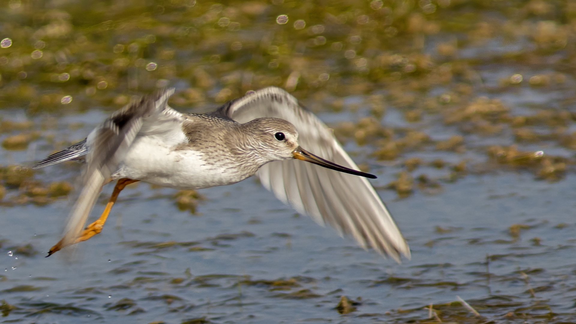 Terek düdükçünü » Terek Sandpiper » Xenus cinereus