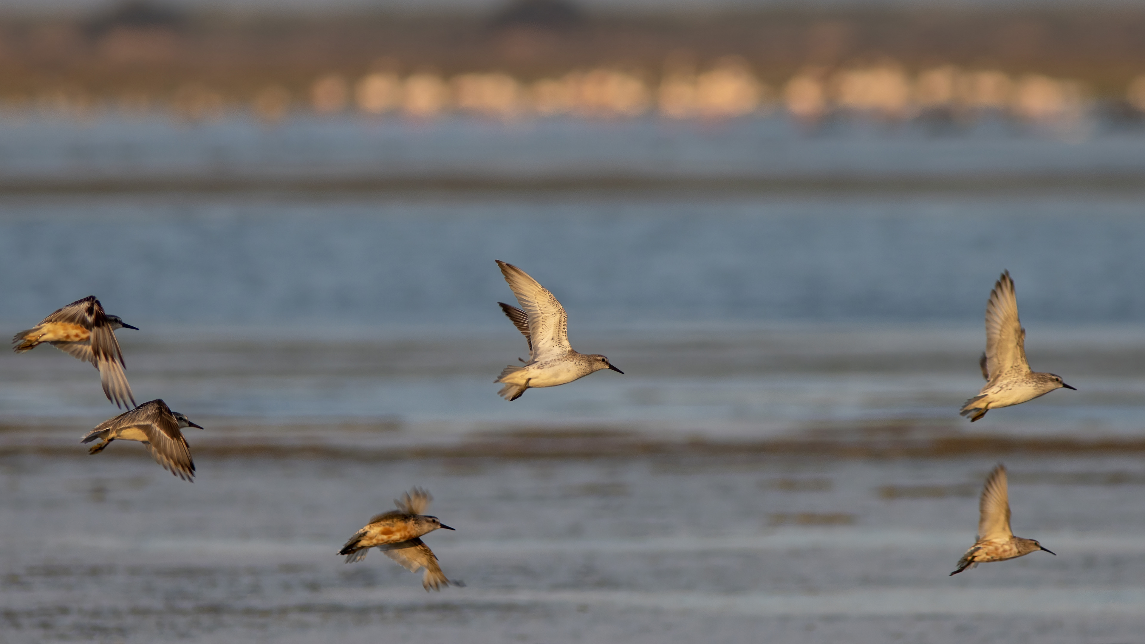 Büyük kumkuşu » Red Knot » Calidris canutus