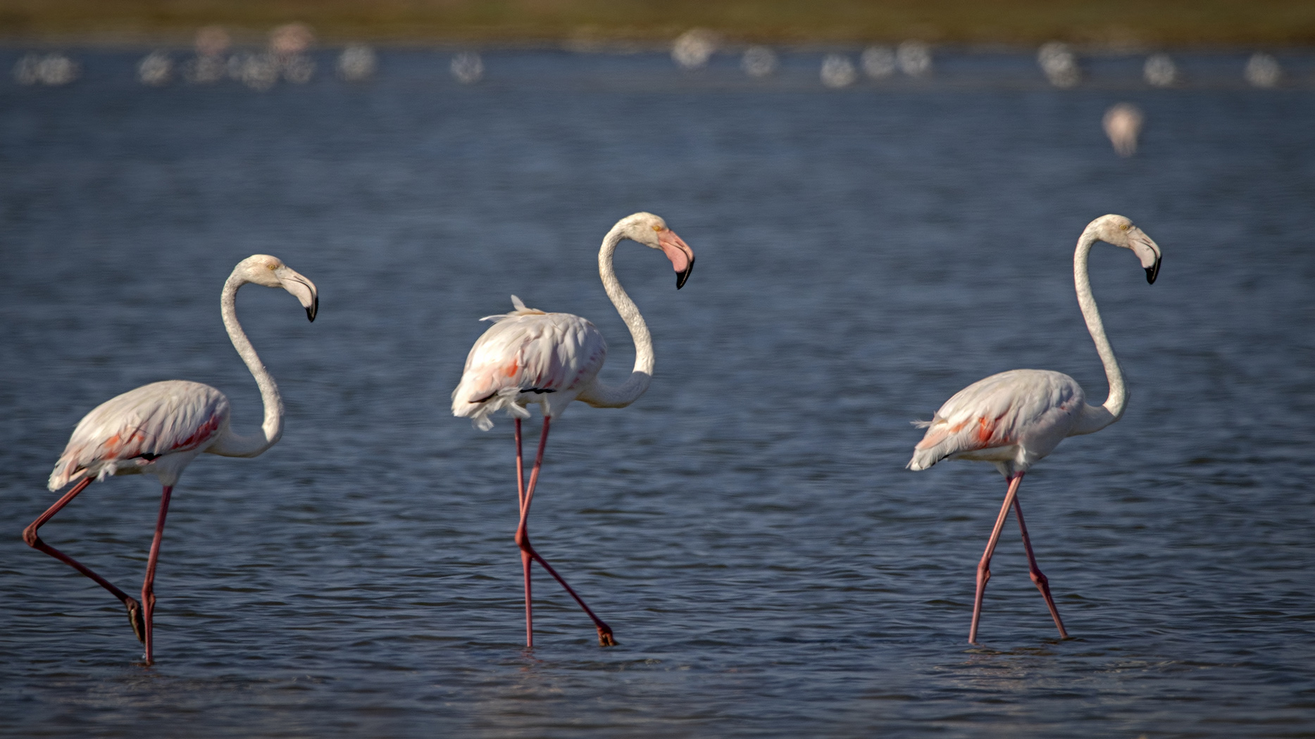 Flamingo