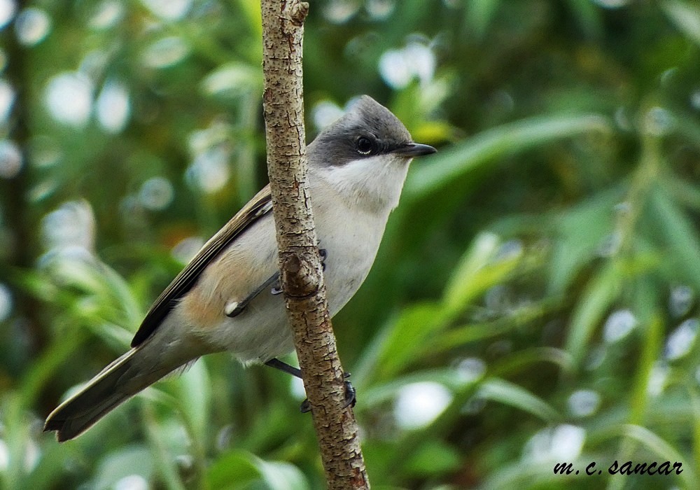 Küçük akgerdanlı ötleğen