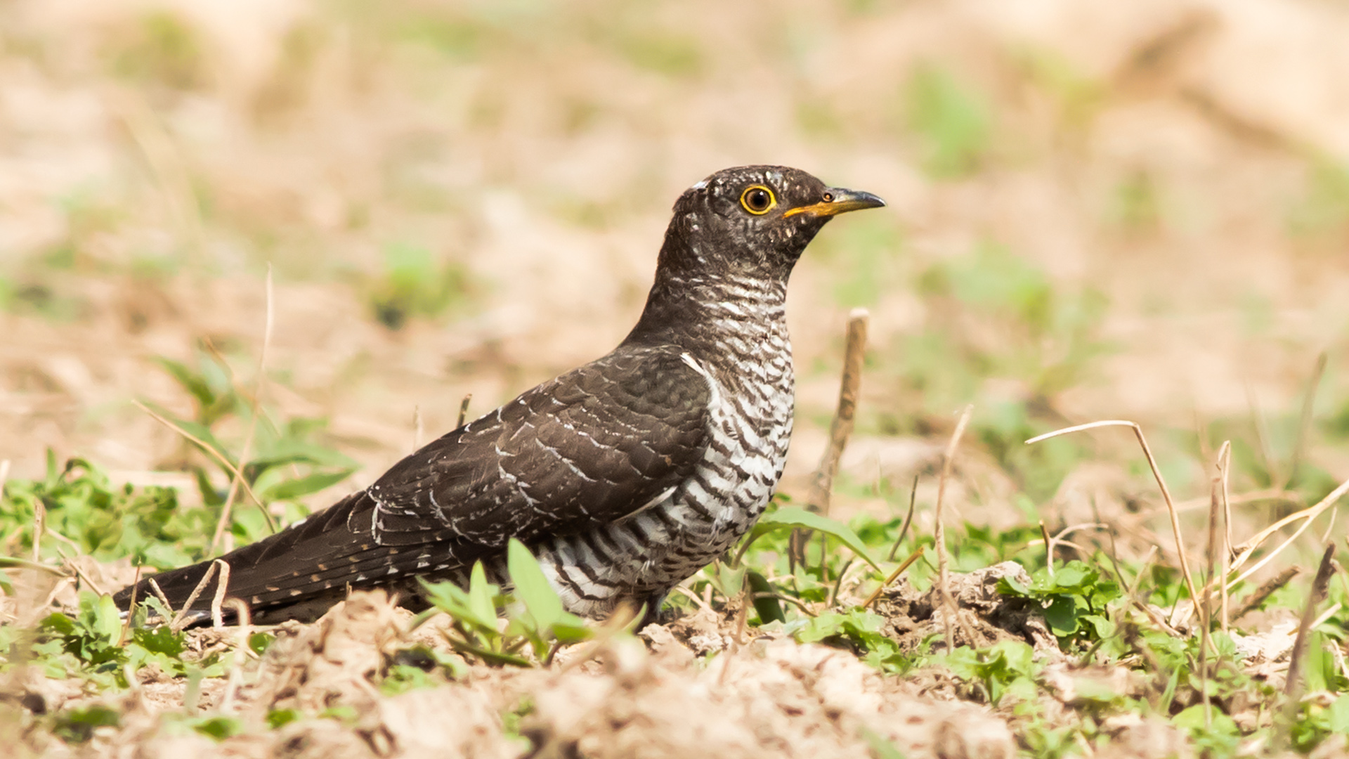 Guguk » Common Cuckoo » Cuculus canorus