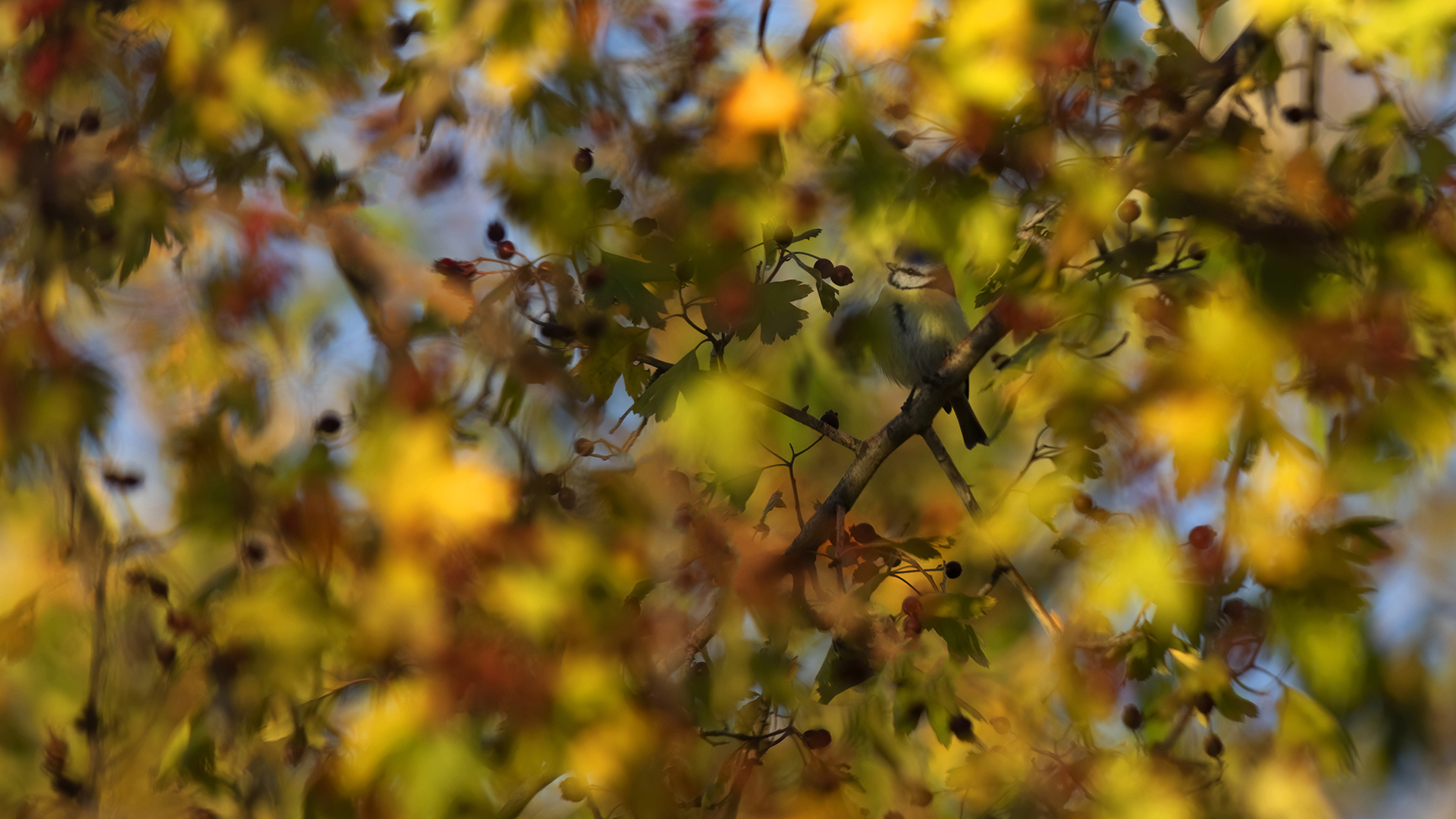Mavi baştankara » Eurasian Blue Tit » Cyanistes caeruleus