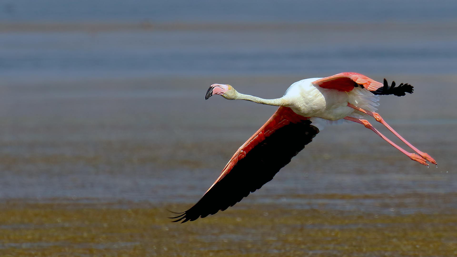 Flamingo