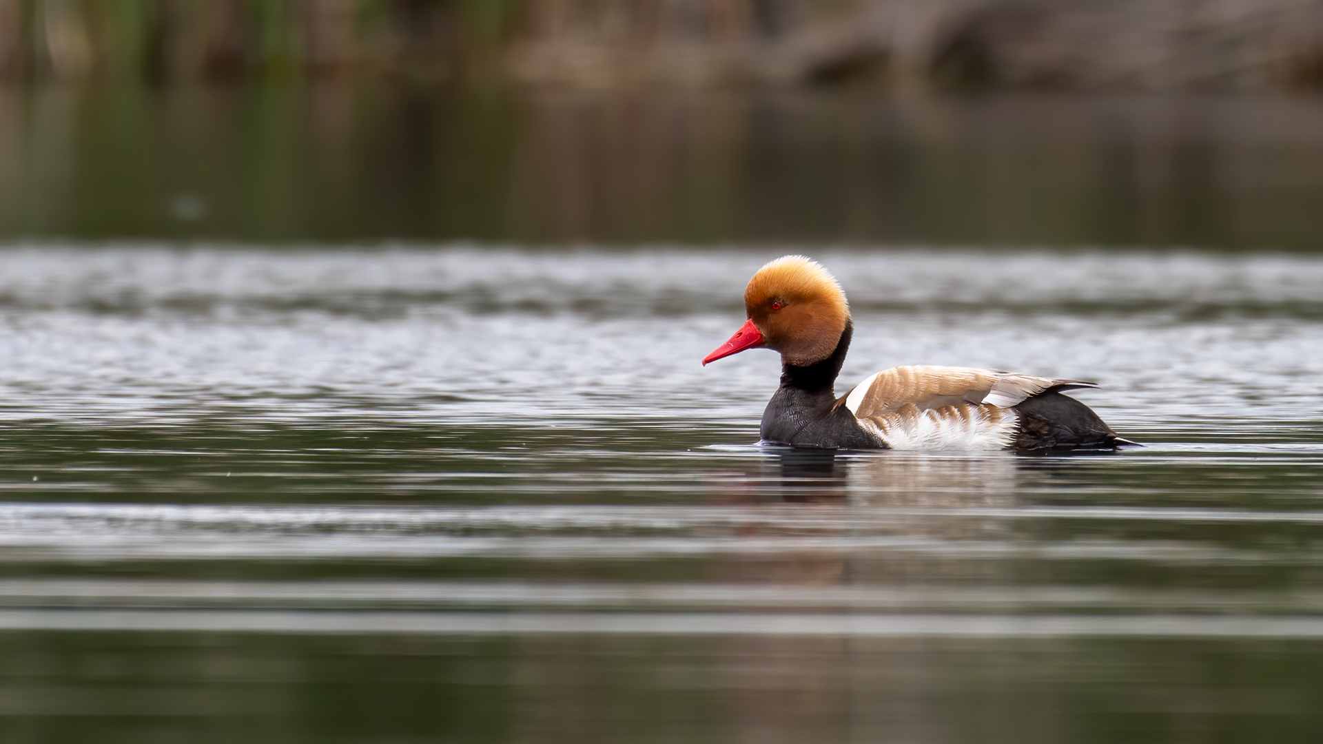 Macar ördeği » Red-crested Pochard » Netta rufina