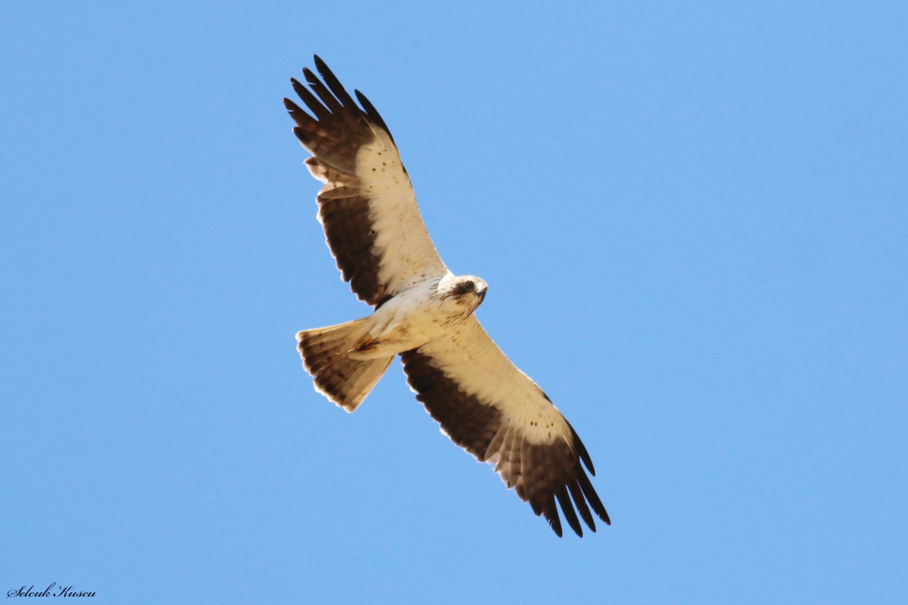 Küçük kartal