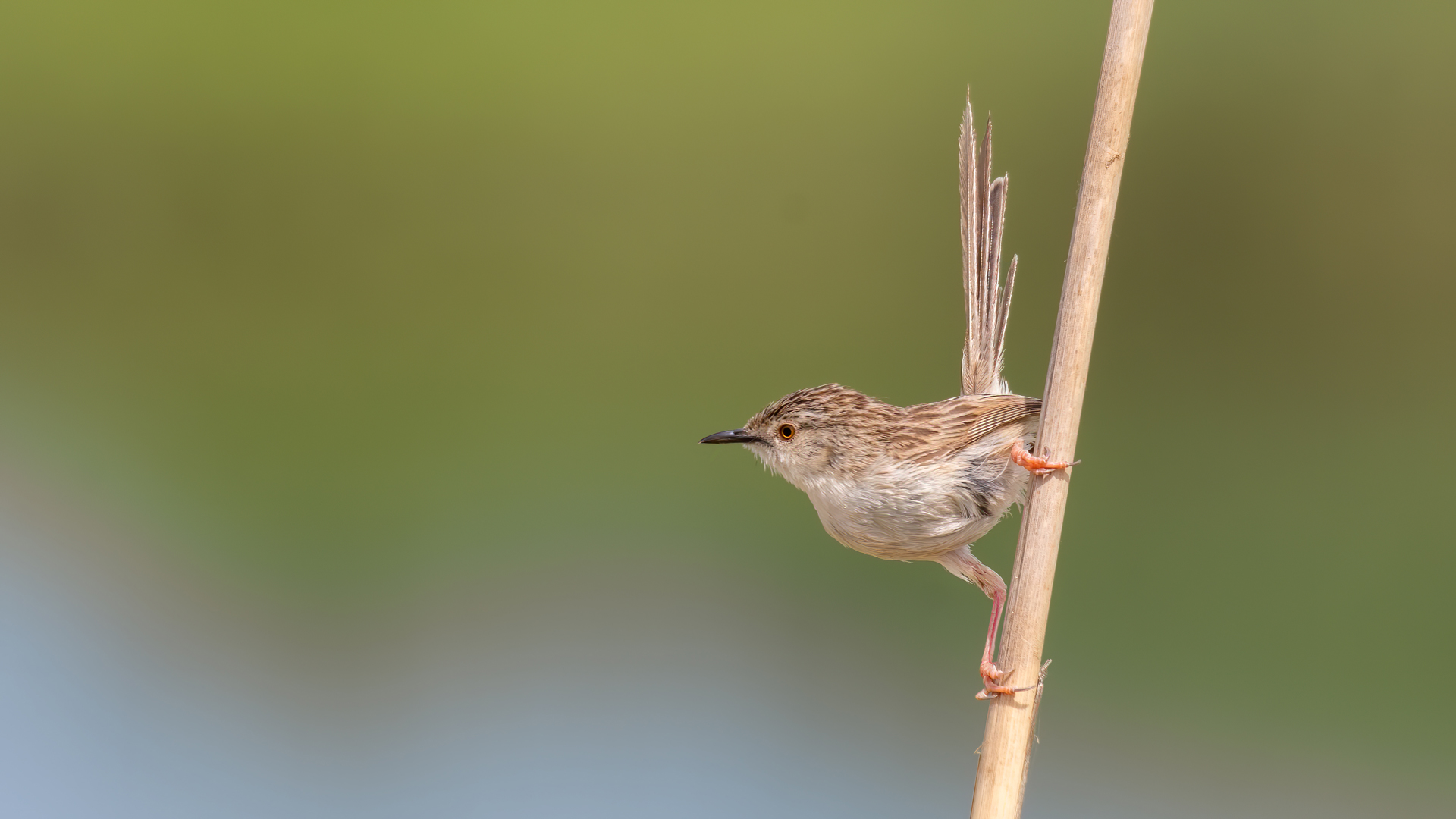Dikkuyruklu ötleğen » Delicate prinia » Prinia lepida