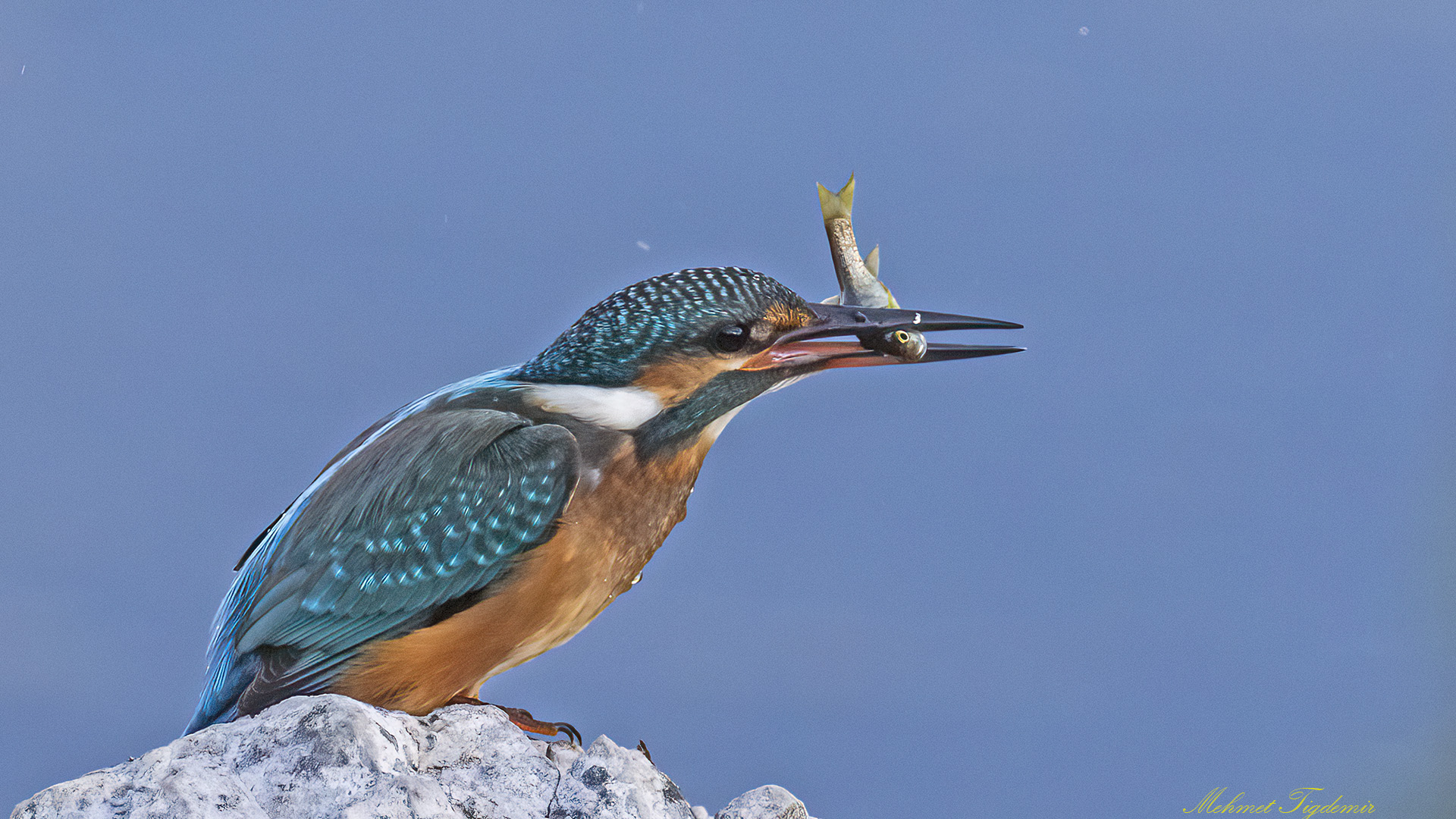 Yalıçapkını