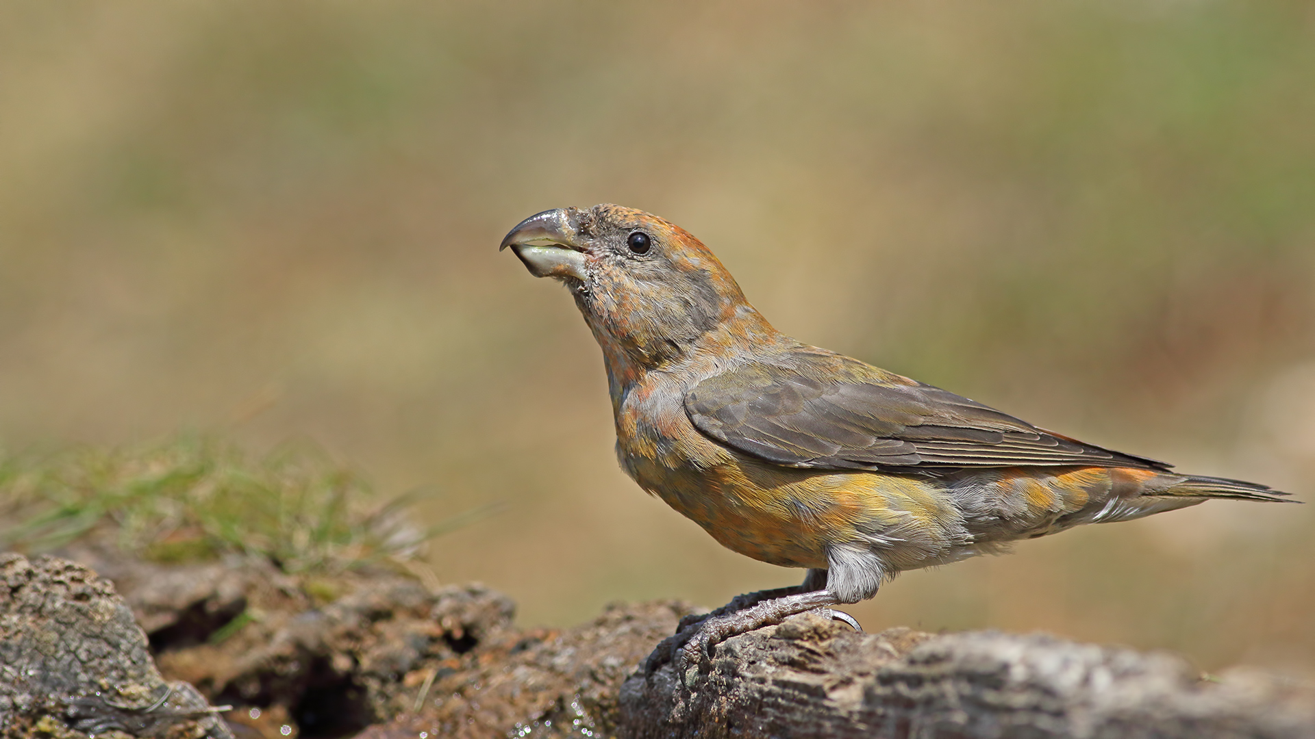 Çaprazgaga » Red Crossbill » Loxia curvirostra