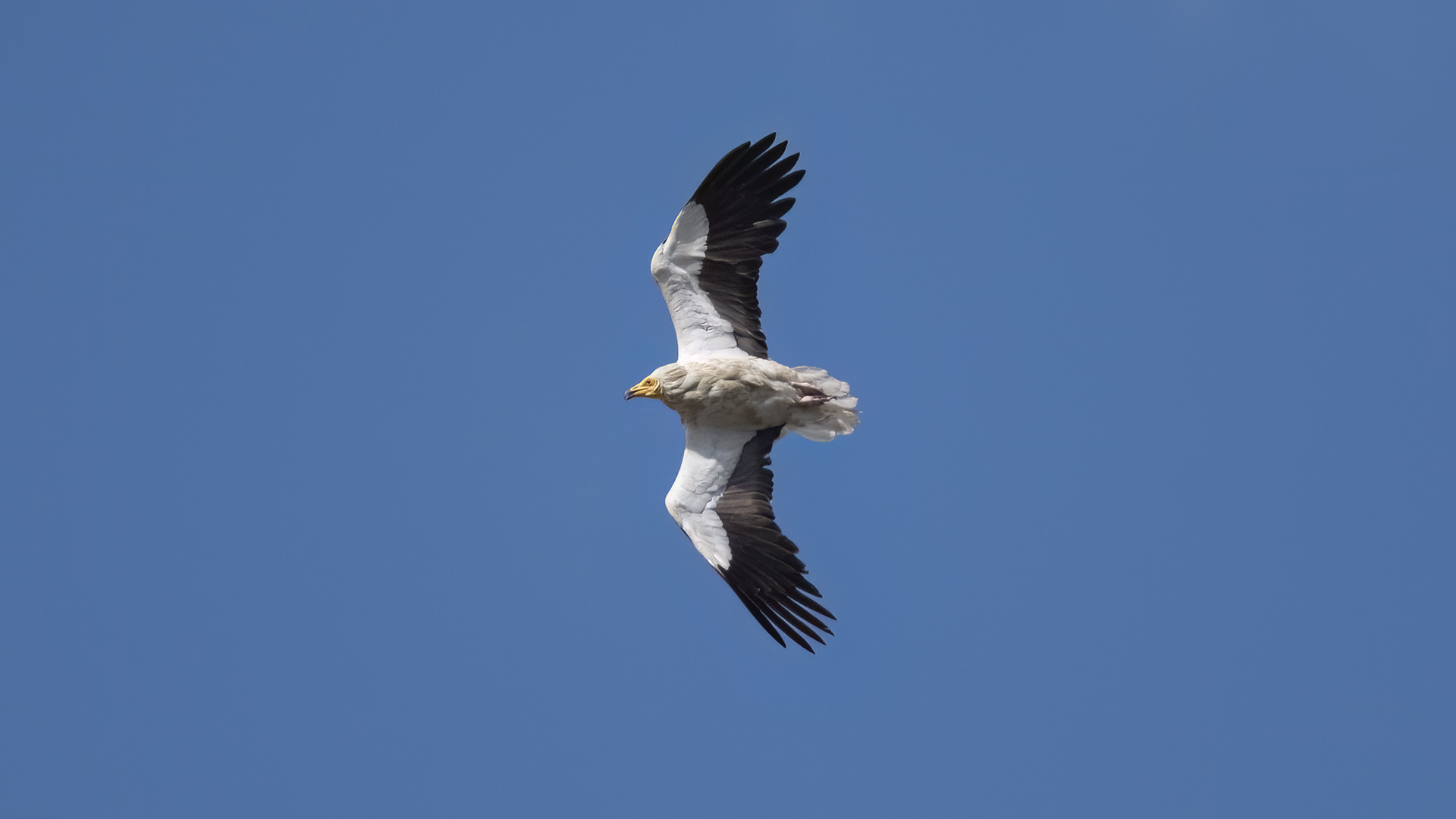 Küçük akbaba » Egyptian Vulture » Neophron percnopterus