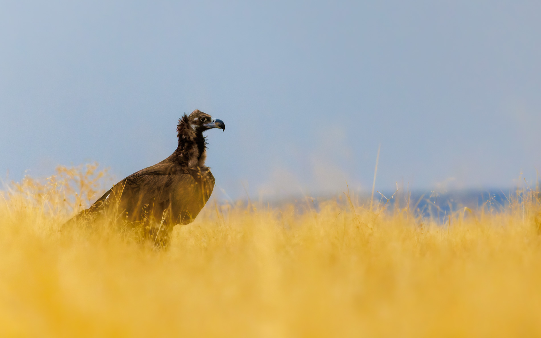 Kara akbaba