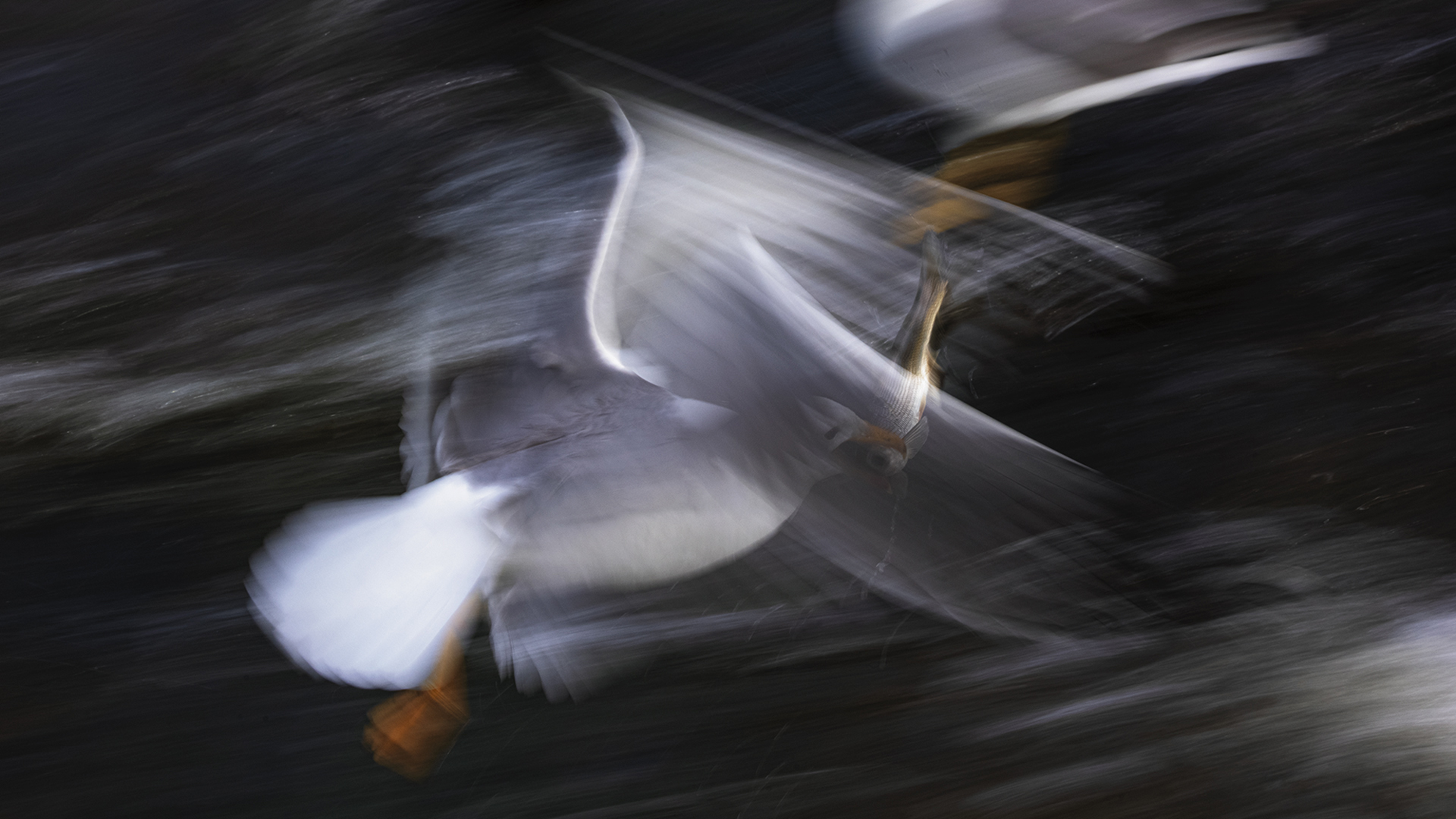 Van gölü martısı » Armenian Gull » Larus armenicus
