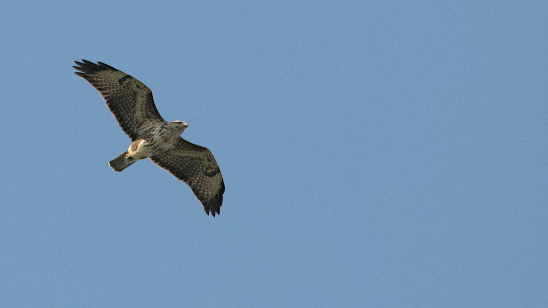 Şahin » Common Buzzard » Buteo buteo
