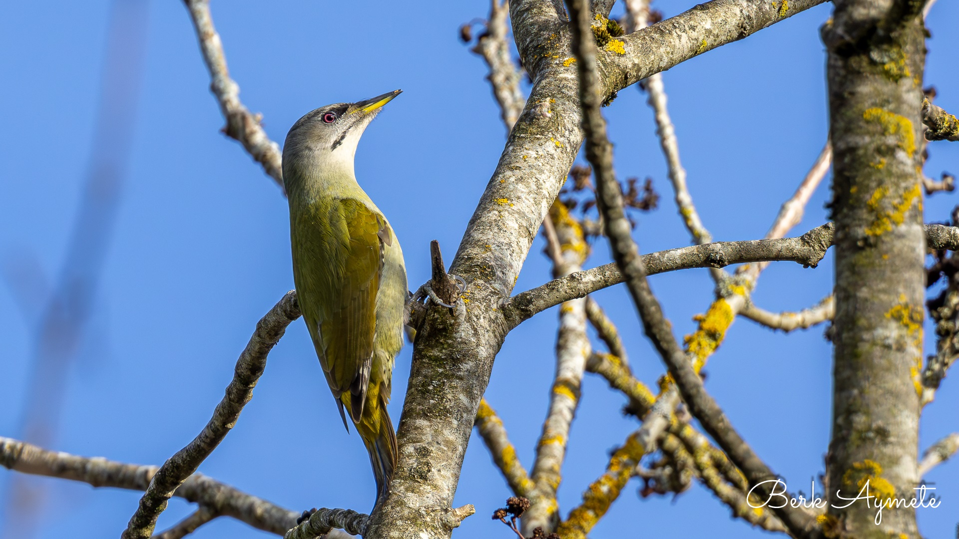 Küçük yeşil ağaçkakan » Grey-headed Woodpecker » Picus canus