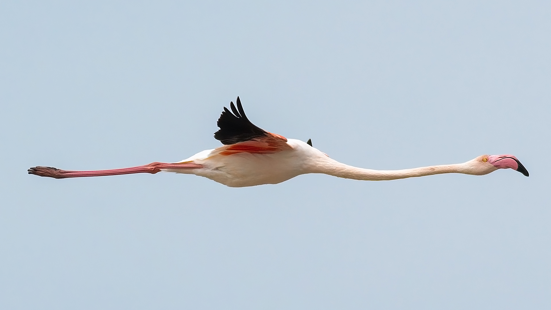 Flamingo
