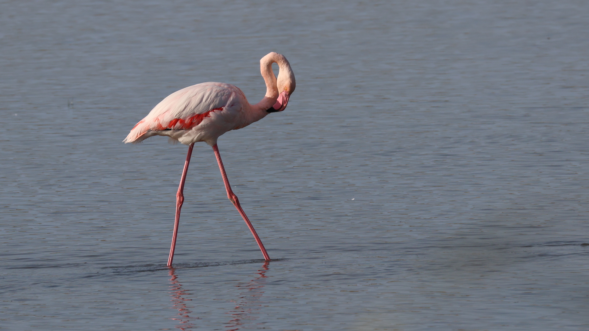 Flamingo