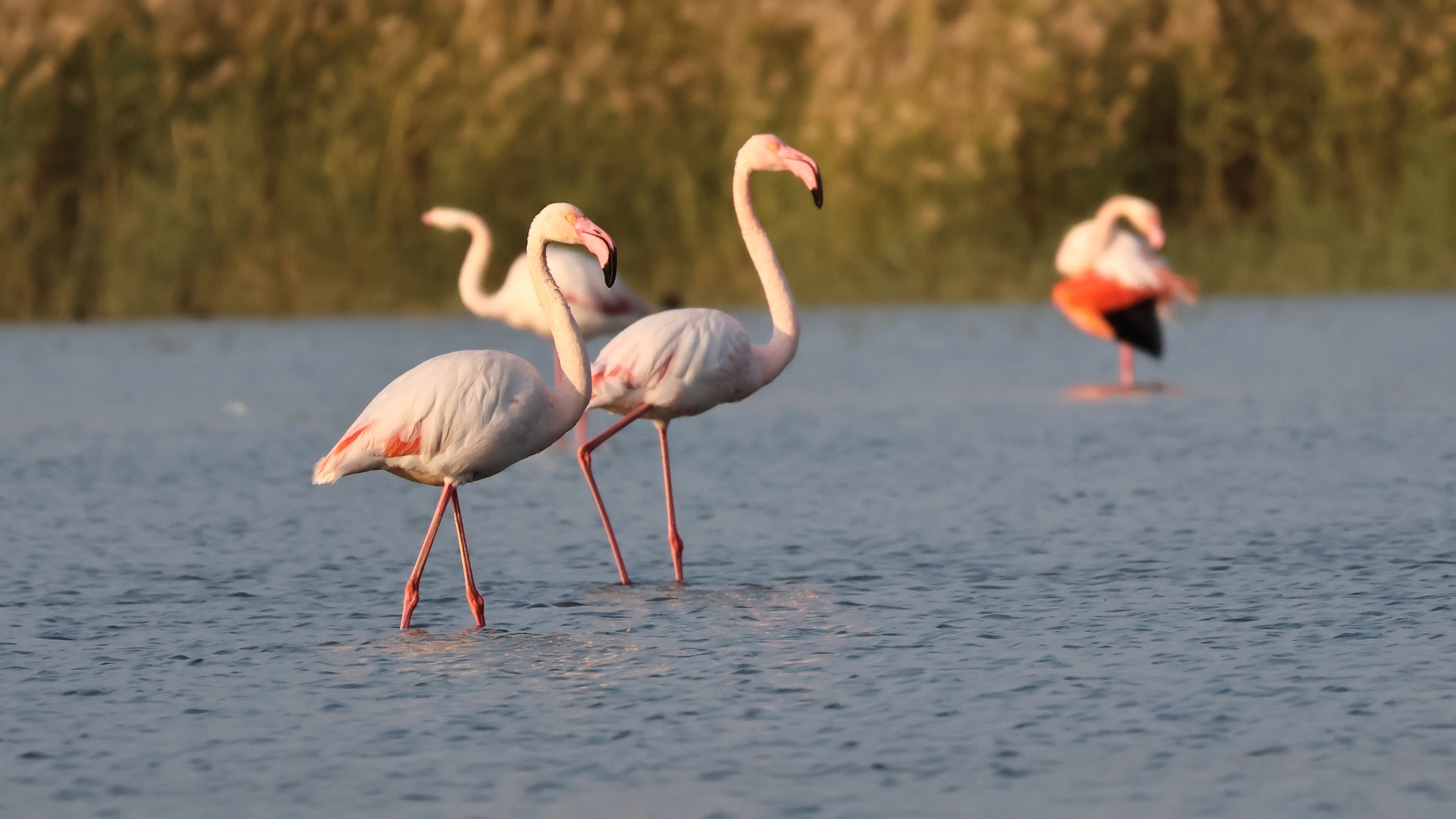 Flamingo