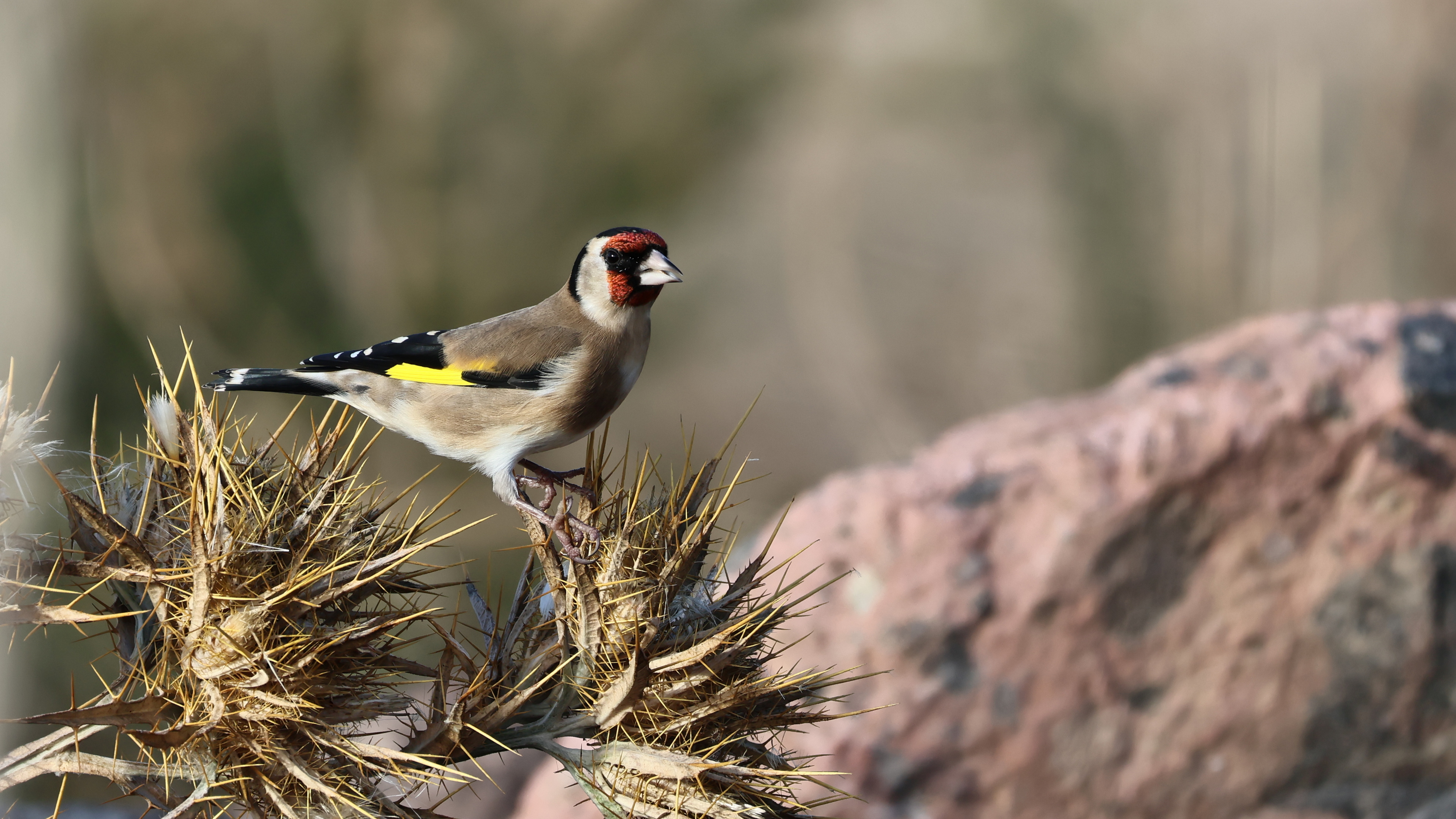 Saka » European Goldfinch » Carduelis carduelis