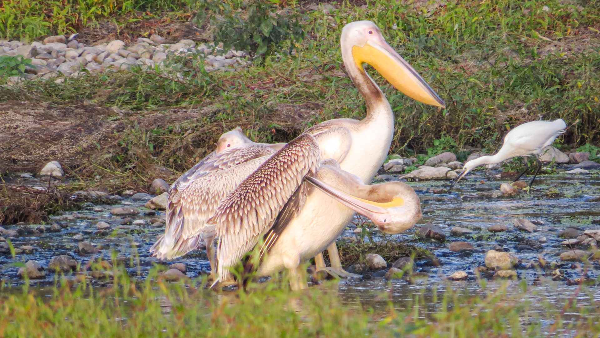 Ak pelikan » Great White Pelican » Pelecanus onocrotalus