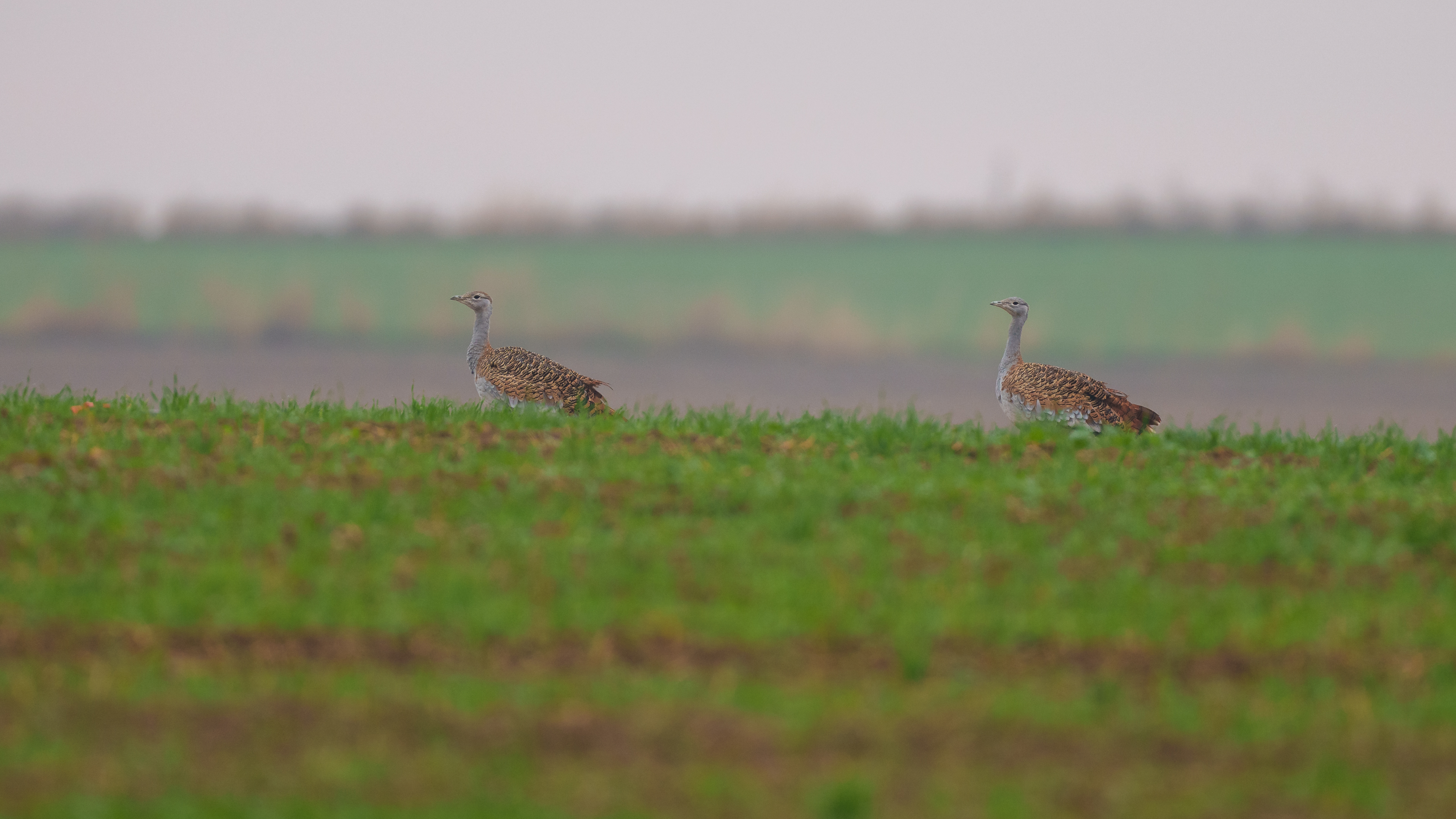Toy » Great Bustard » Otis tarda