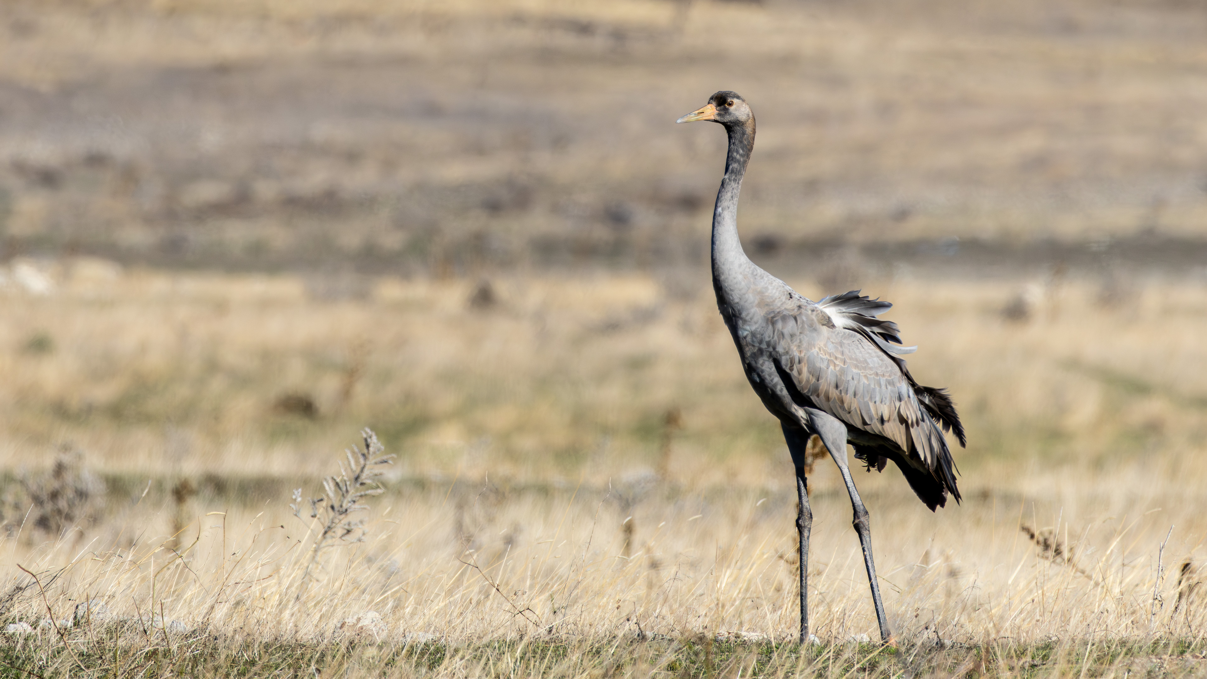 Turna » Common Crane » Grus grus