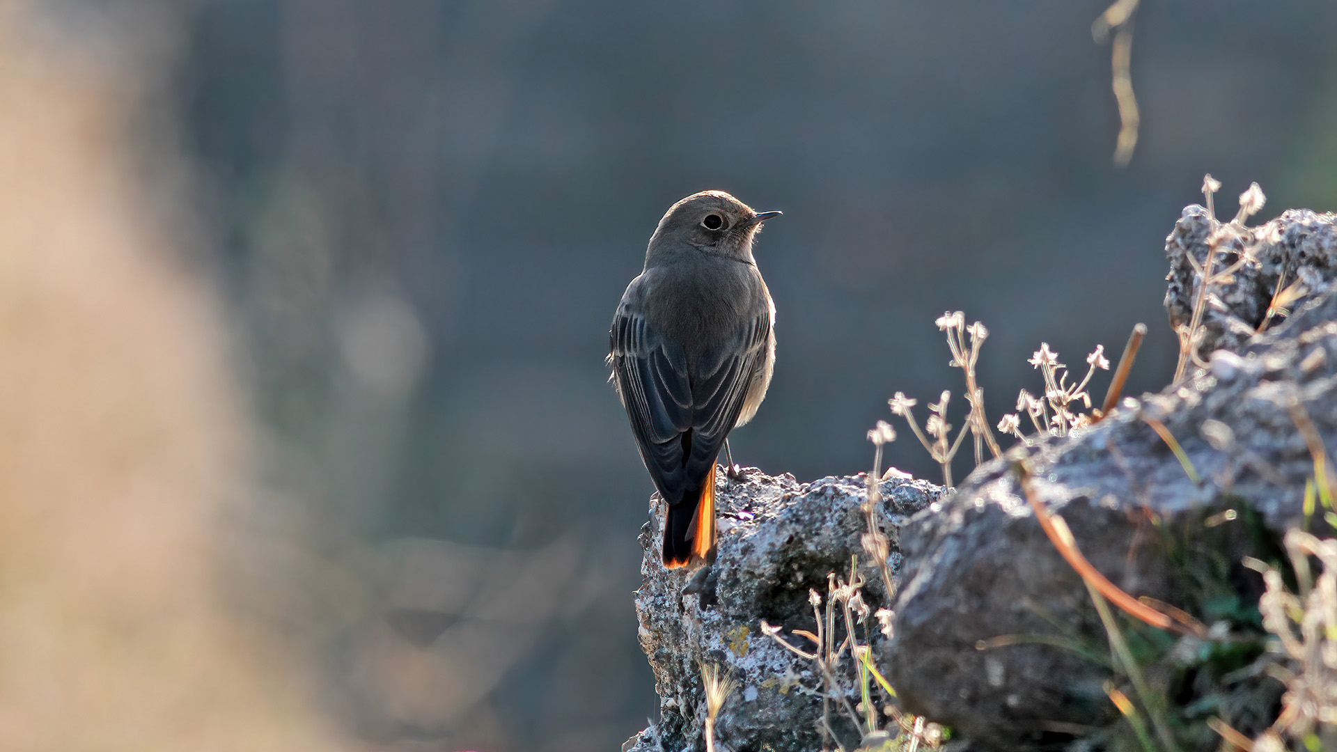 Kara kızılkuyruk » Black Redstart » Phoenicurus ochruros