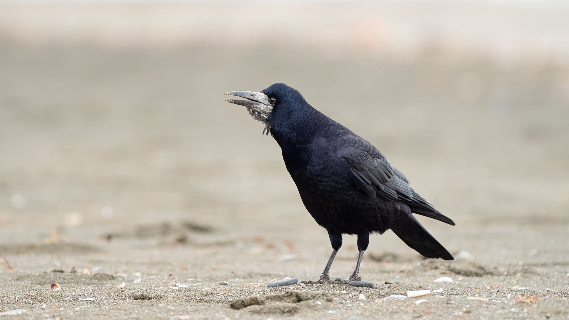 Ekin kargası » Rook » Corvus frugilegus