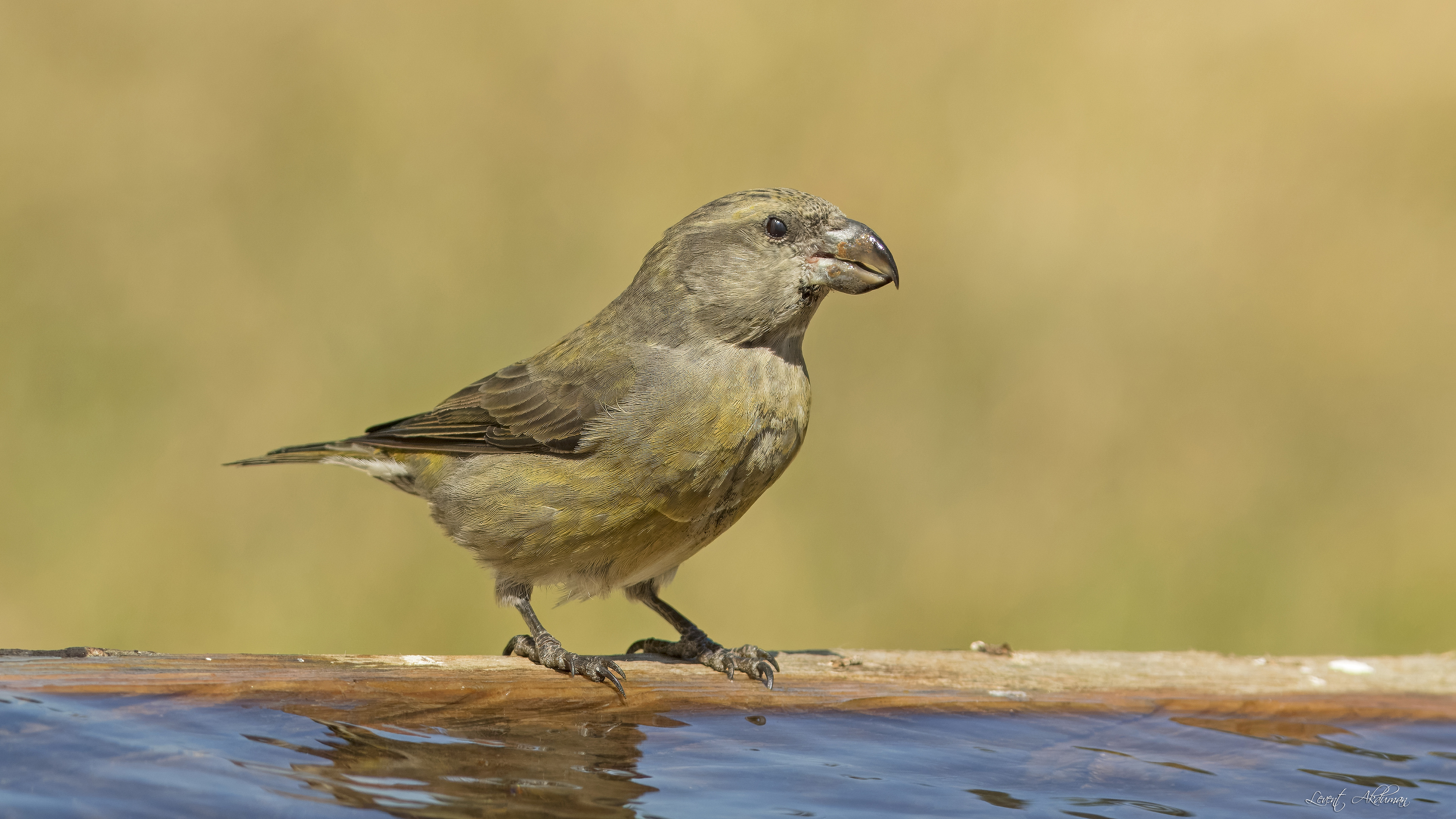 Çaprazgaga » Red Crossbill » Loxia curvirostra