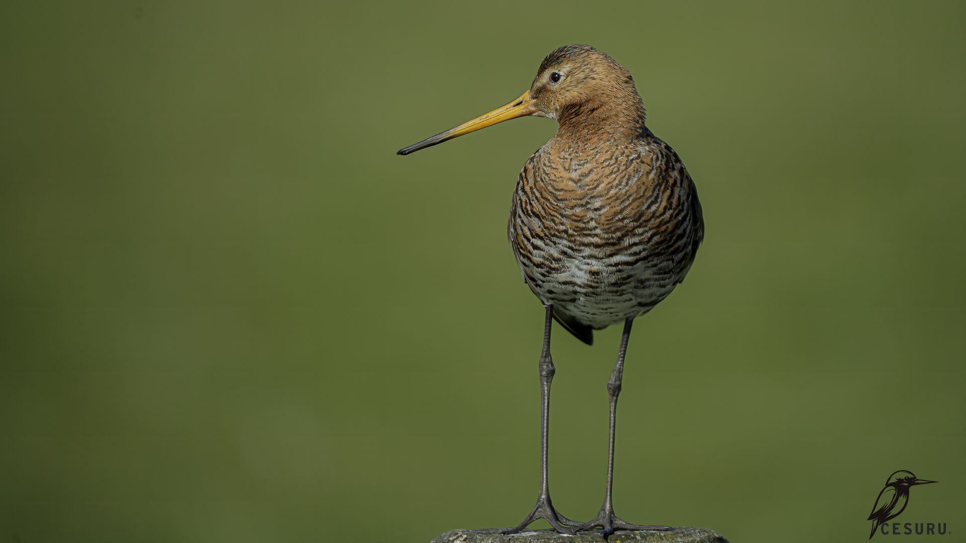 Çamurçulluğu » Black-tailed Godwit » Limosa limosa
