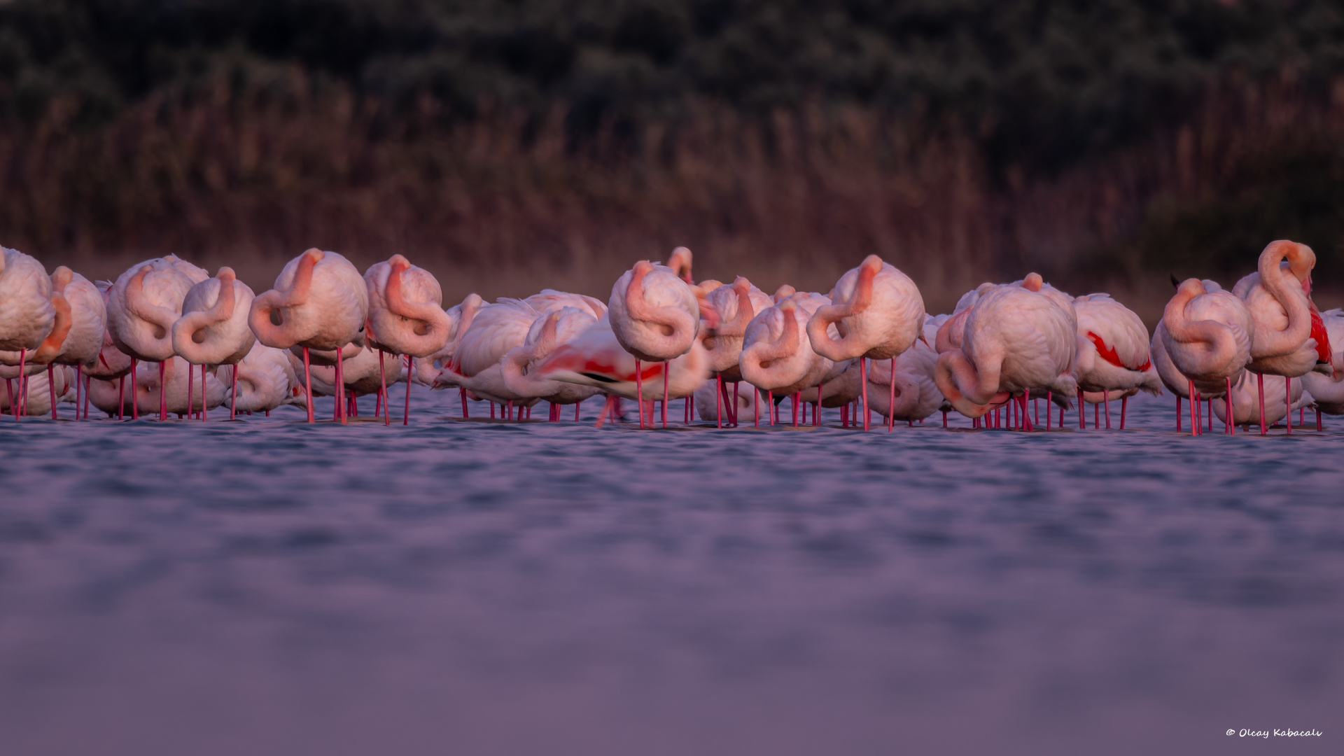 Flamingo