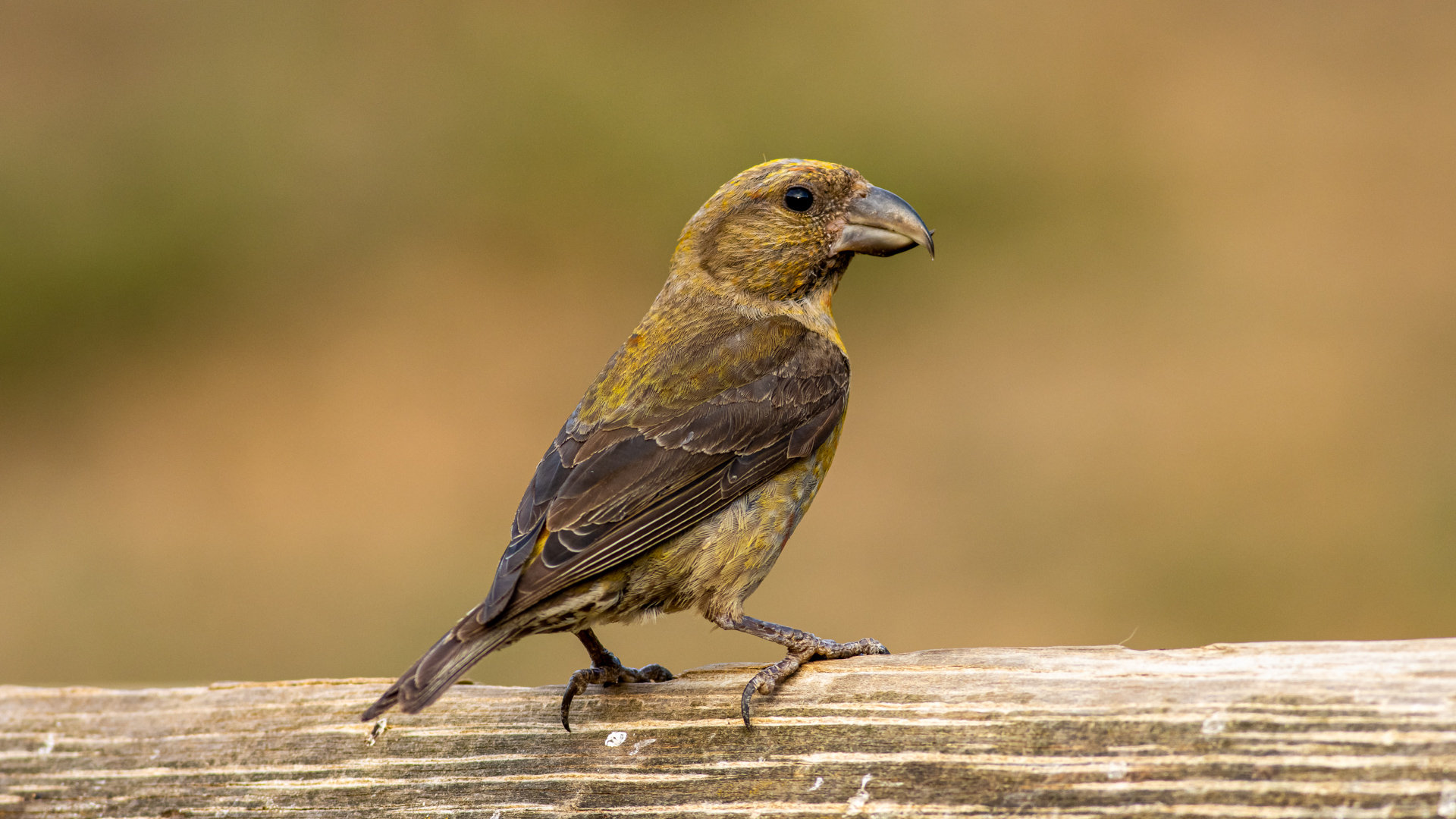 Çaprazgaga » Red Crossbill » Loxia curvirostra