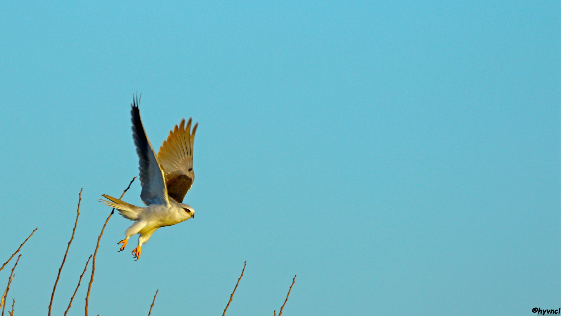 Ak çaylak