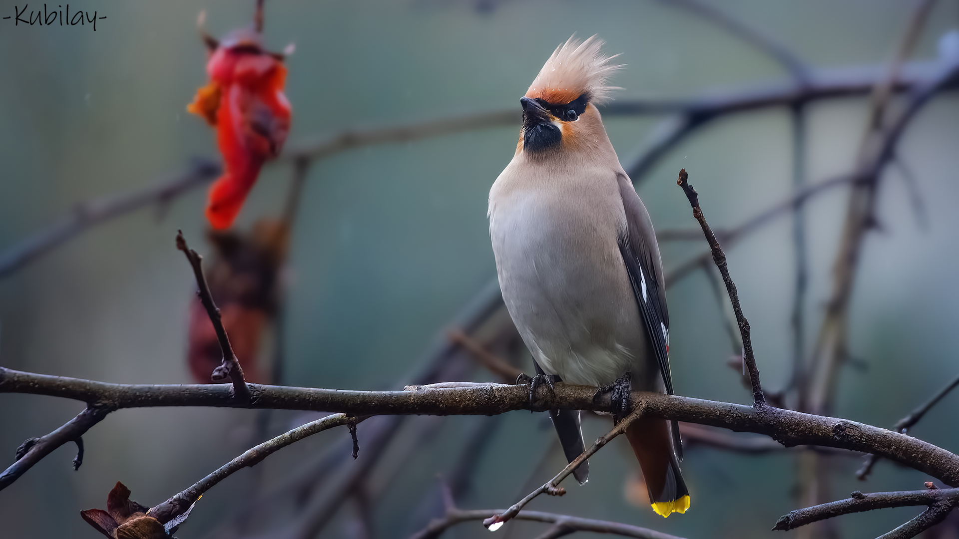 İpekkuyruk » Bohemian Waxwing » Bombycilla garrulus