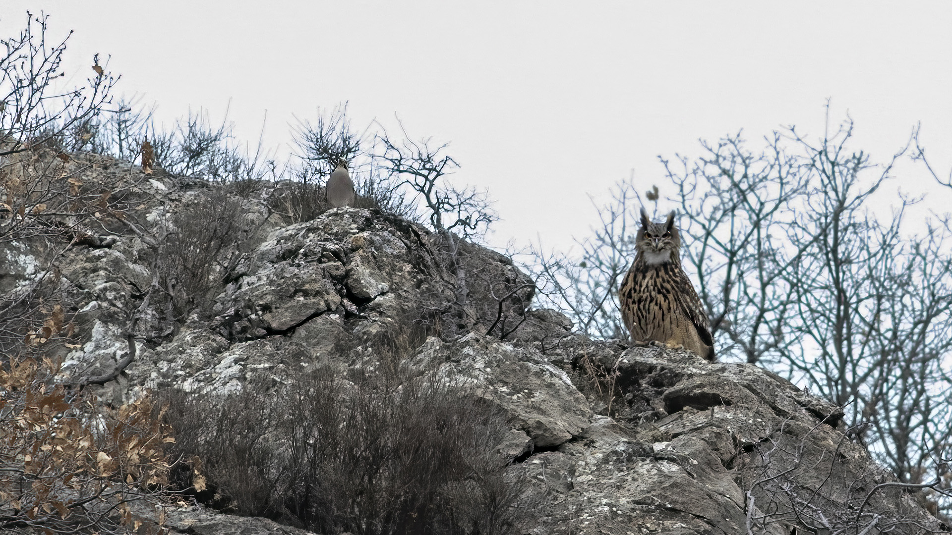 Puhu » Eurasian Eagle-Owl » Bubo bubo