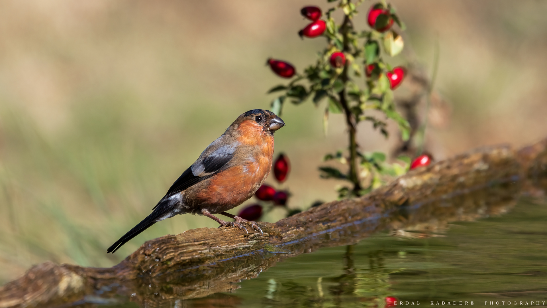 Şakrak » Eurasian Bullfinch » Pyrrhula pyrrhula
