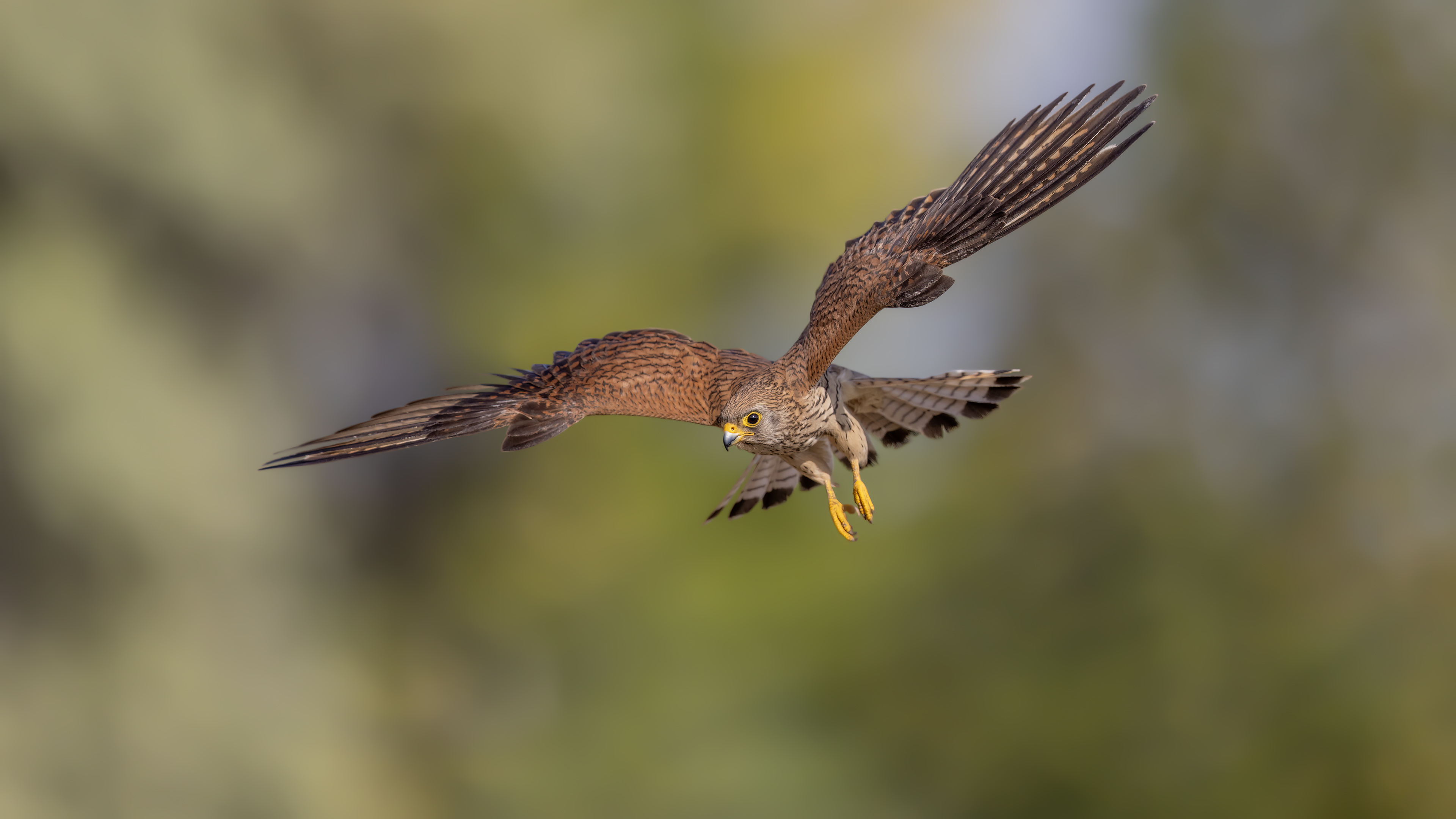 Küçük kerkenez » Lesser Kestrel » Falco naumanni