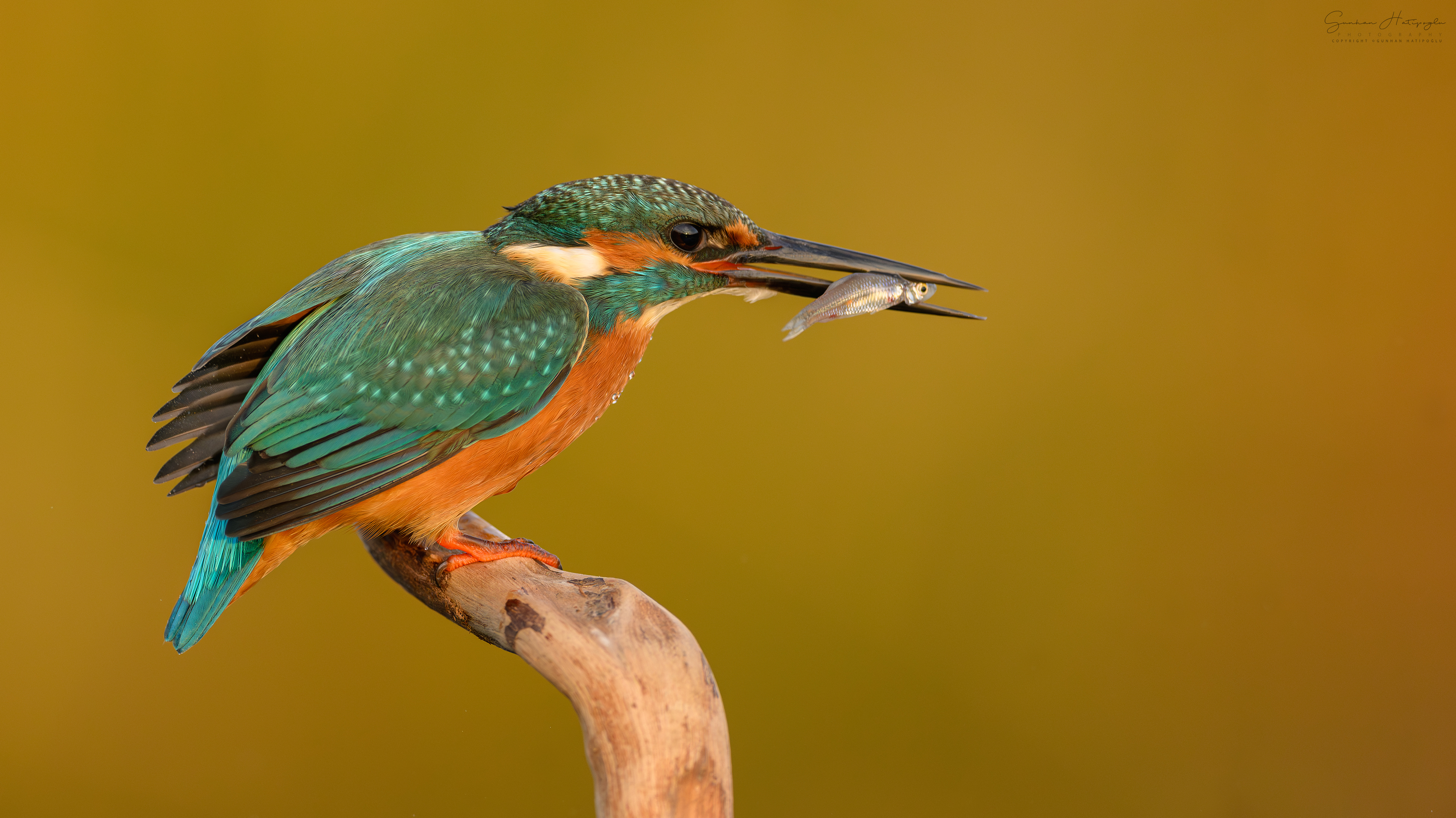 Yalıçapkını » Common Kingfisher » Alcedo atthis