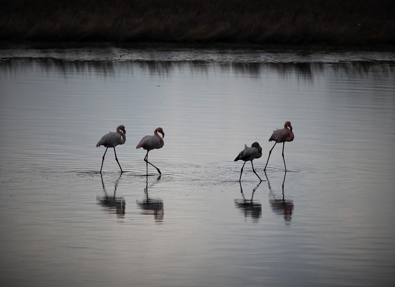 Flamingo