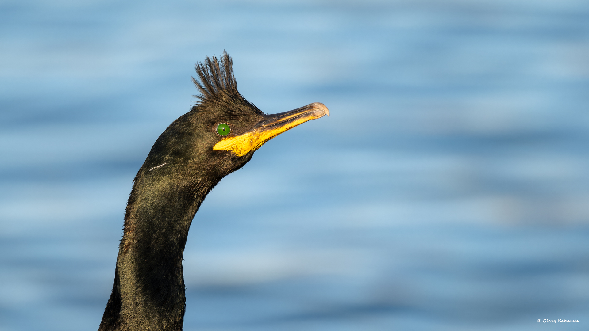 Tepeli karabatak