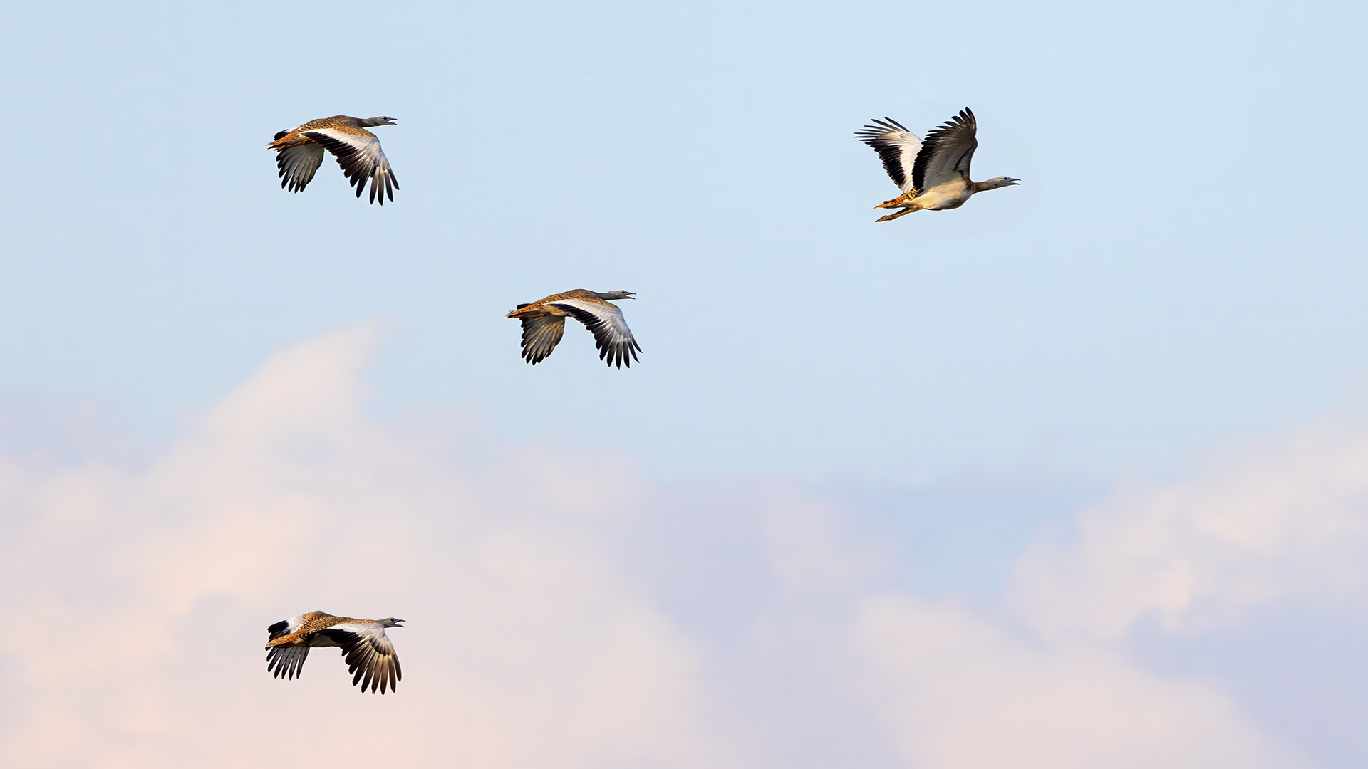 Toy » Great Bustard » Otis tarda