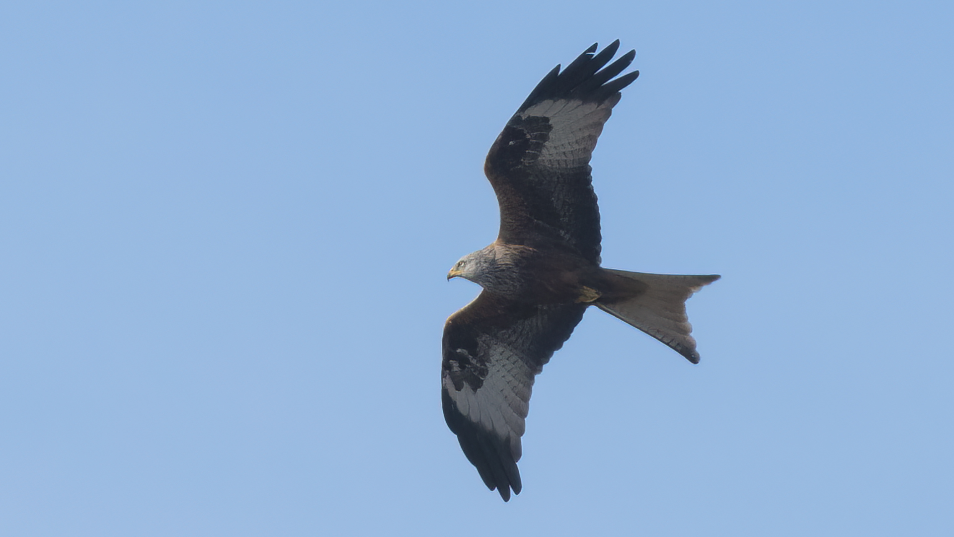 Kızıl çaylak » Red Kite » Milvus milvus
