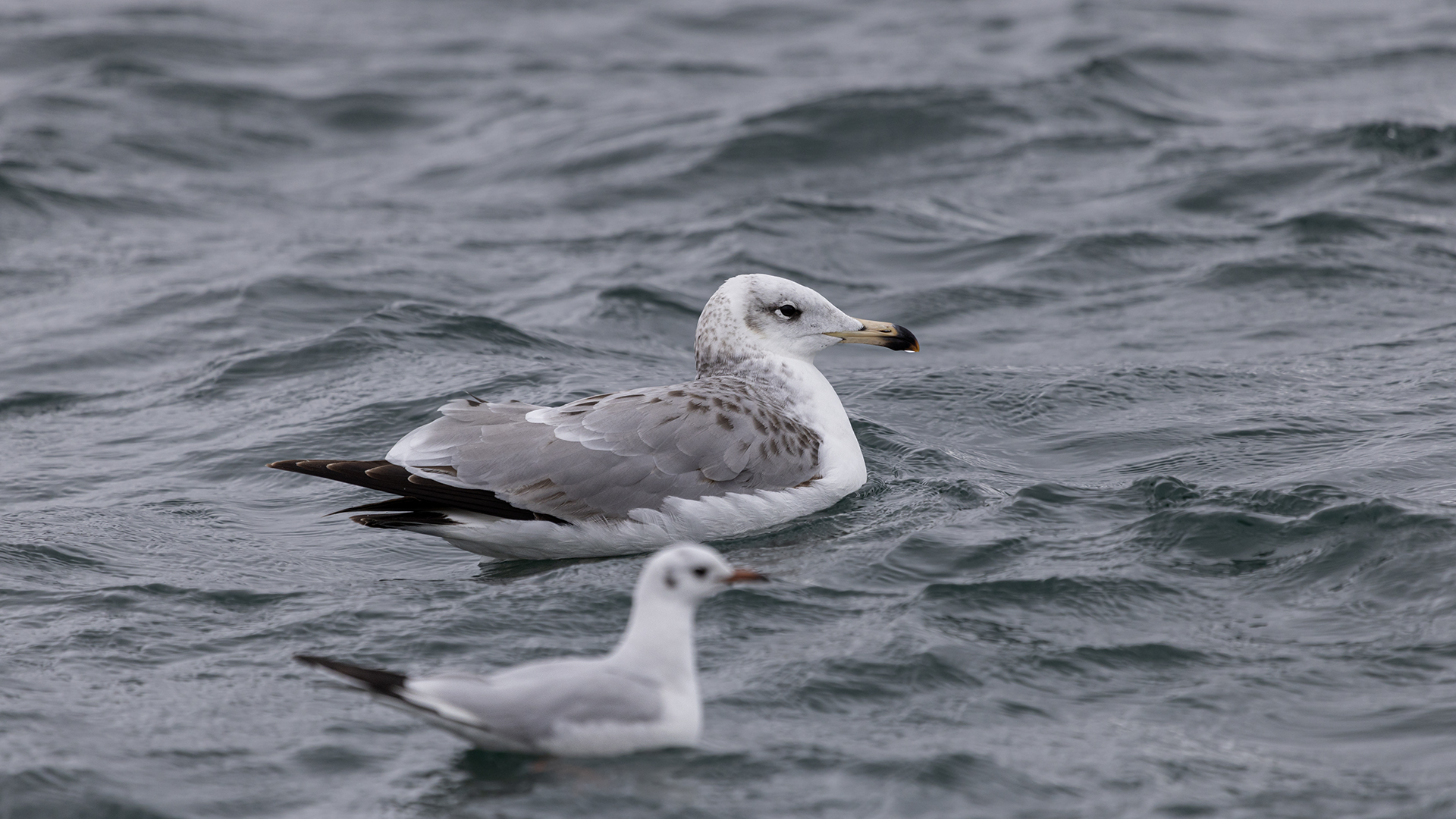 Büyük karabaş martı » Pallas`s Gull » Ichthyaetus ichthyaetus
