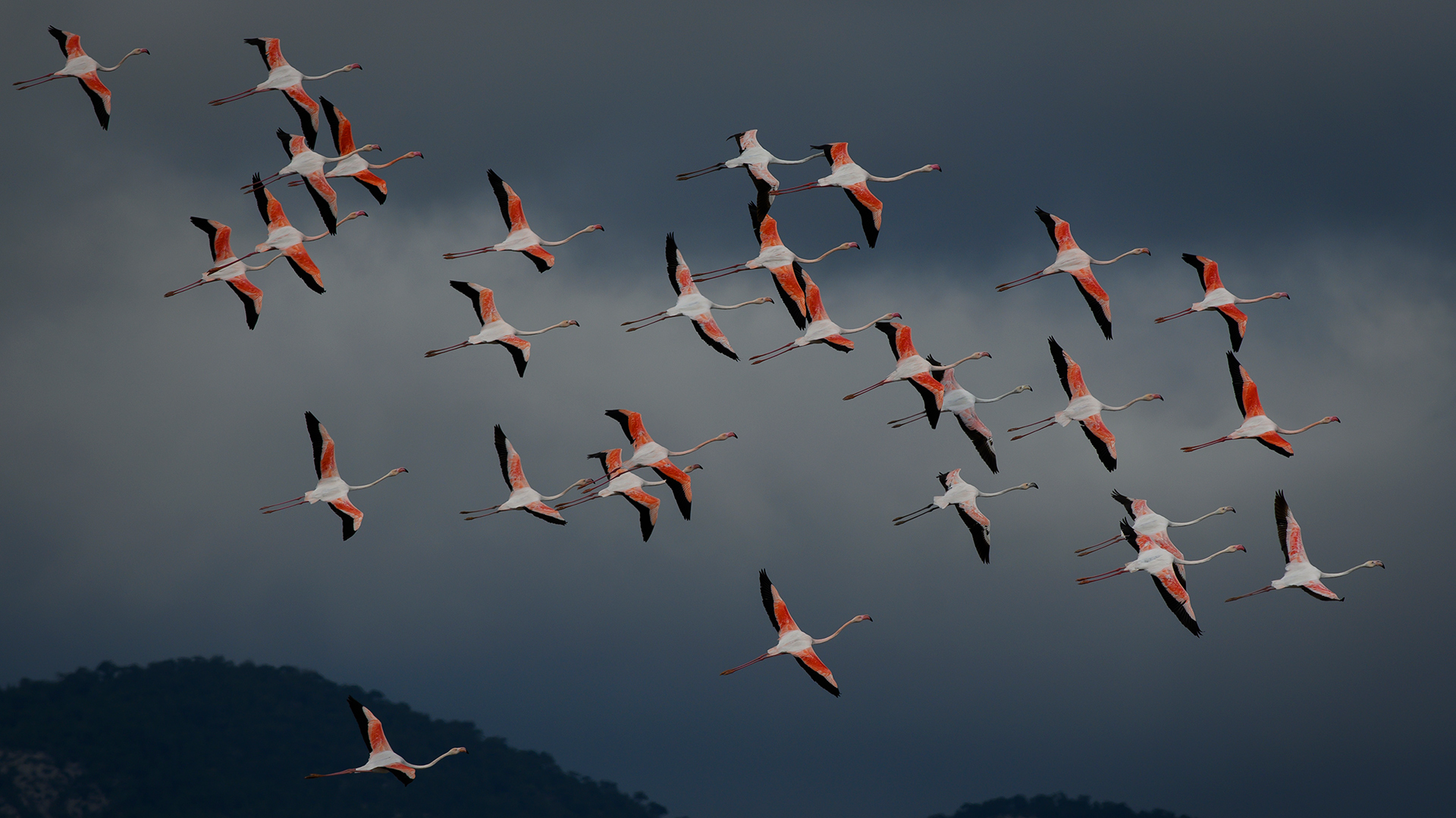 Flamingo » Greater Flamingo » Phoenicopterus roseus
