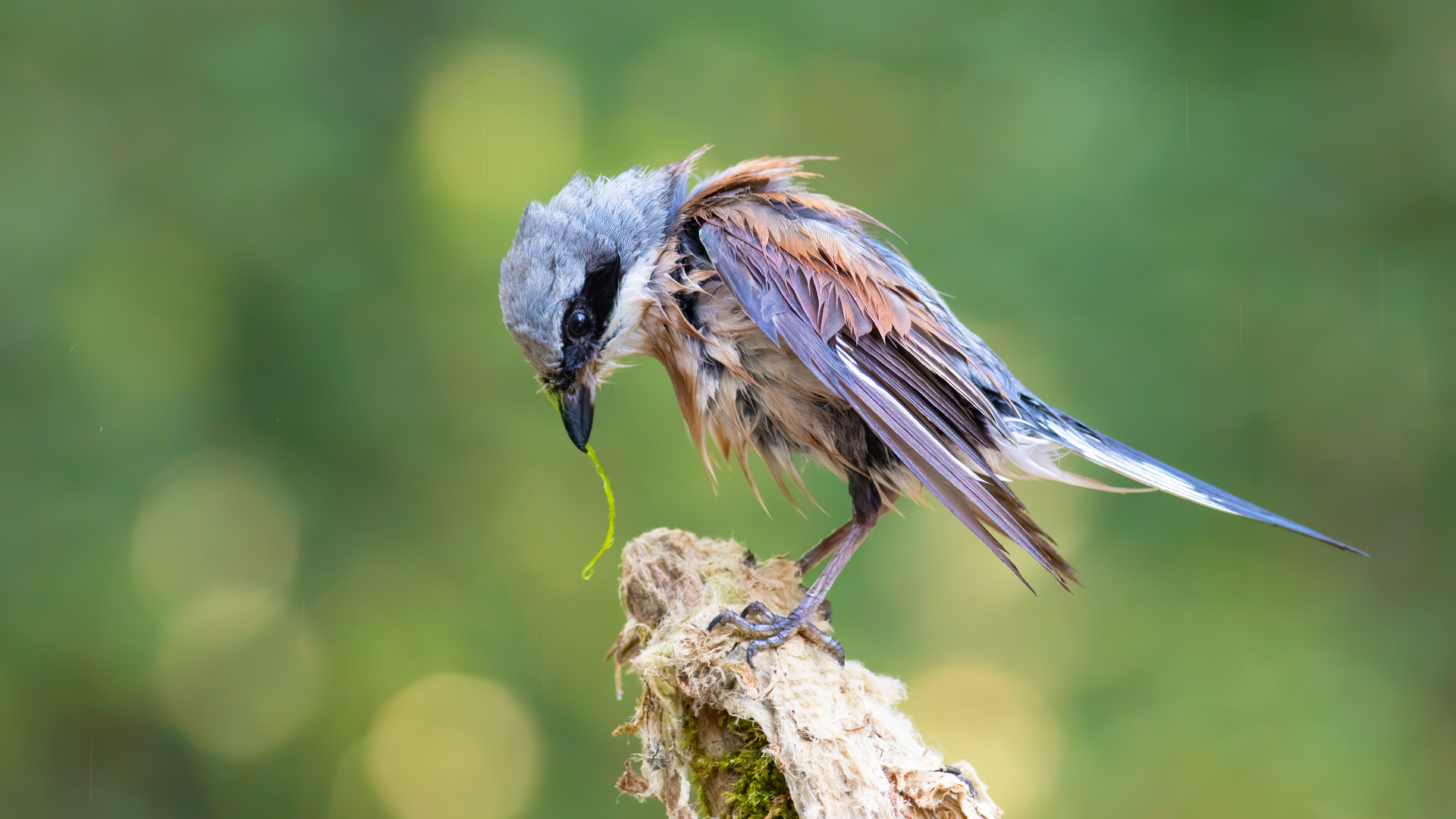 Kızılsırtlı örümcekkuşu » Red-backed Shrike » Lanius collurio