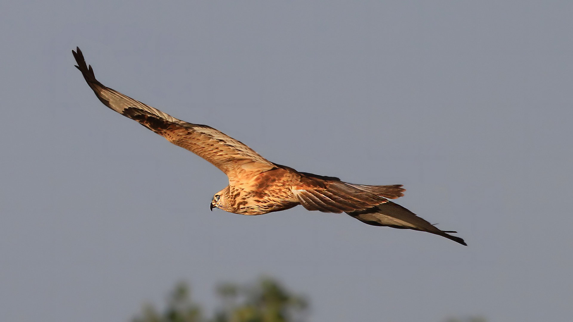 Kızıl şahin » Long-legged Buzzard » Buteo rufinus