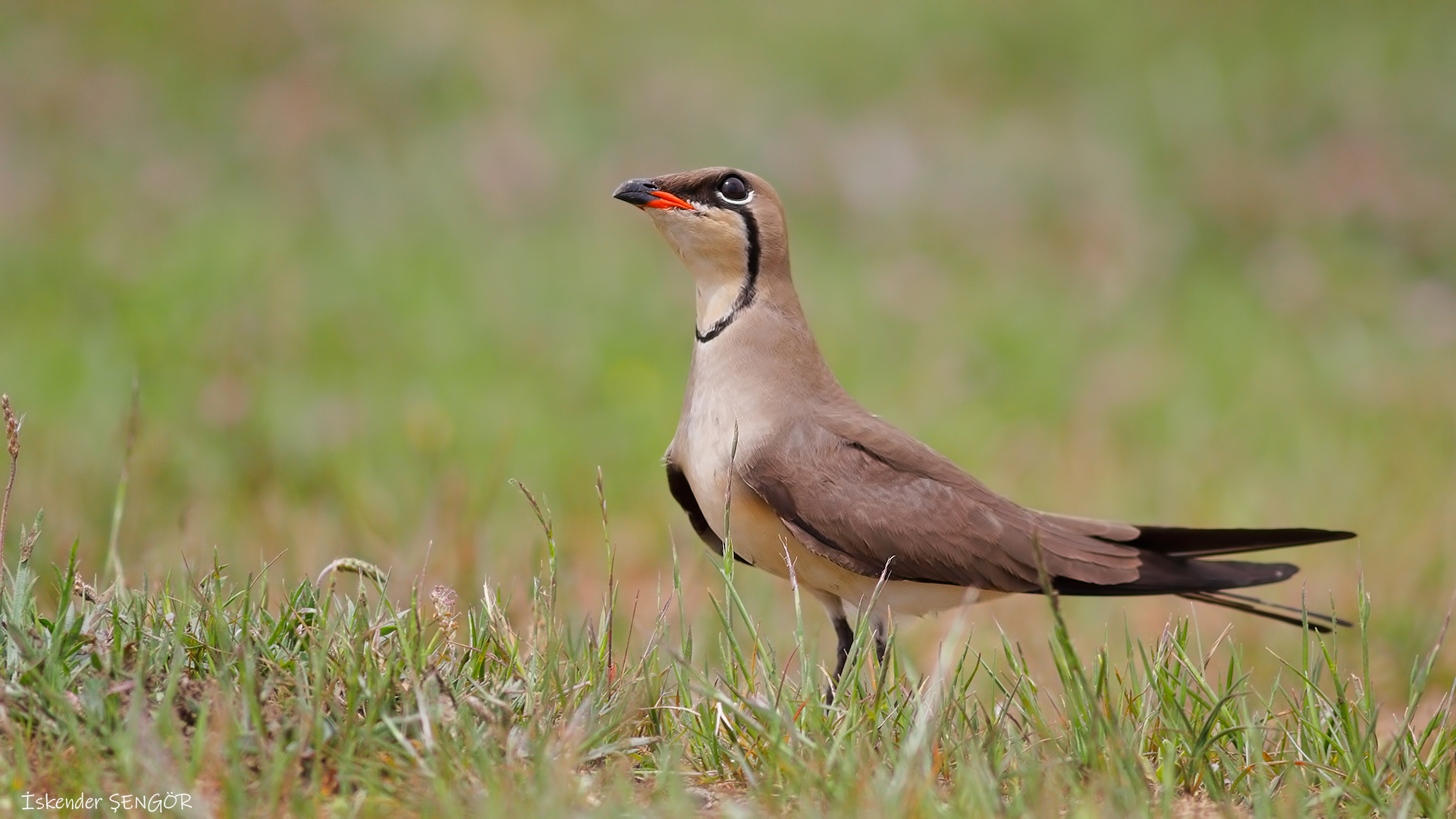 Bataklıkkırlangıcı » Collared Pratincole » Glareola pratincola