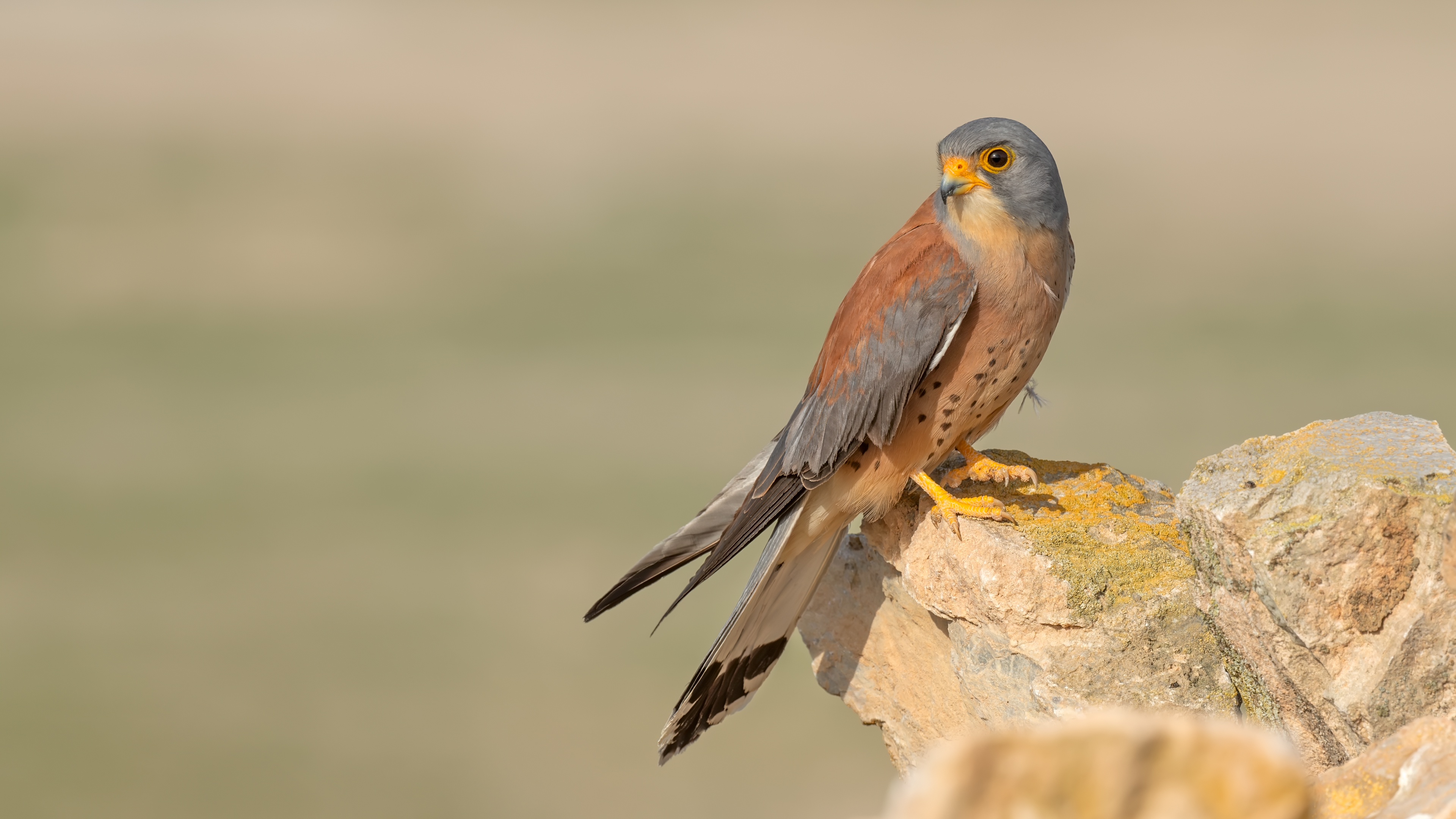 Küçük kerkenez » Lesser Kestrel » Falco naumanni