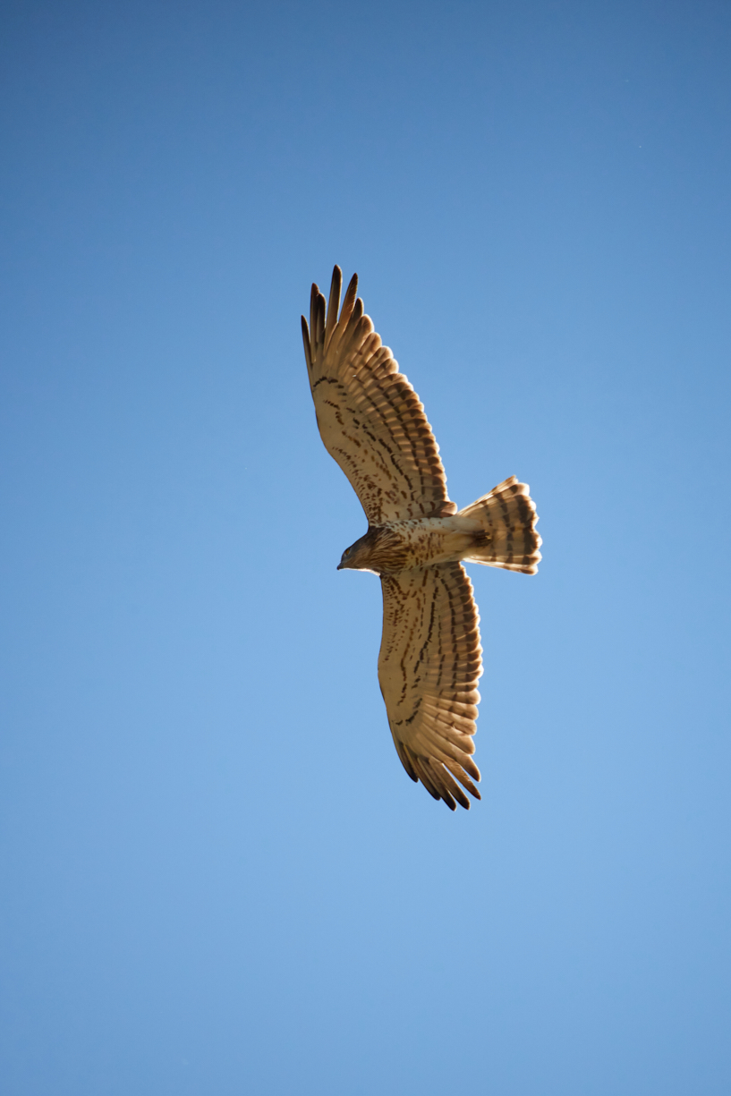 Yılan kartalı